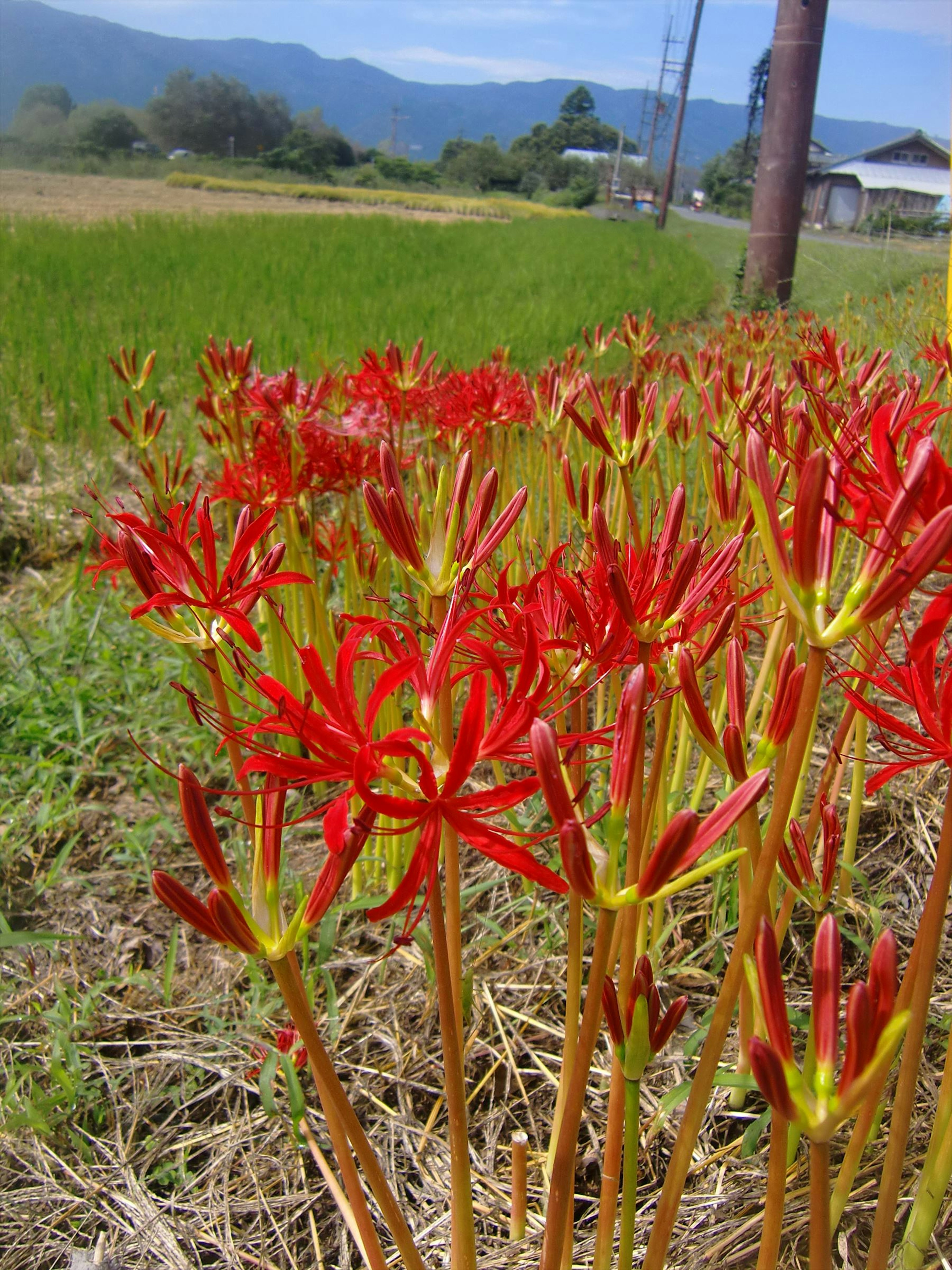 Field of vibrant red flowers in a rural landscape