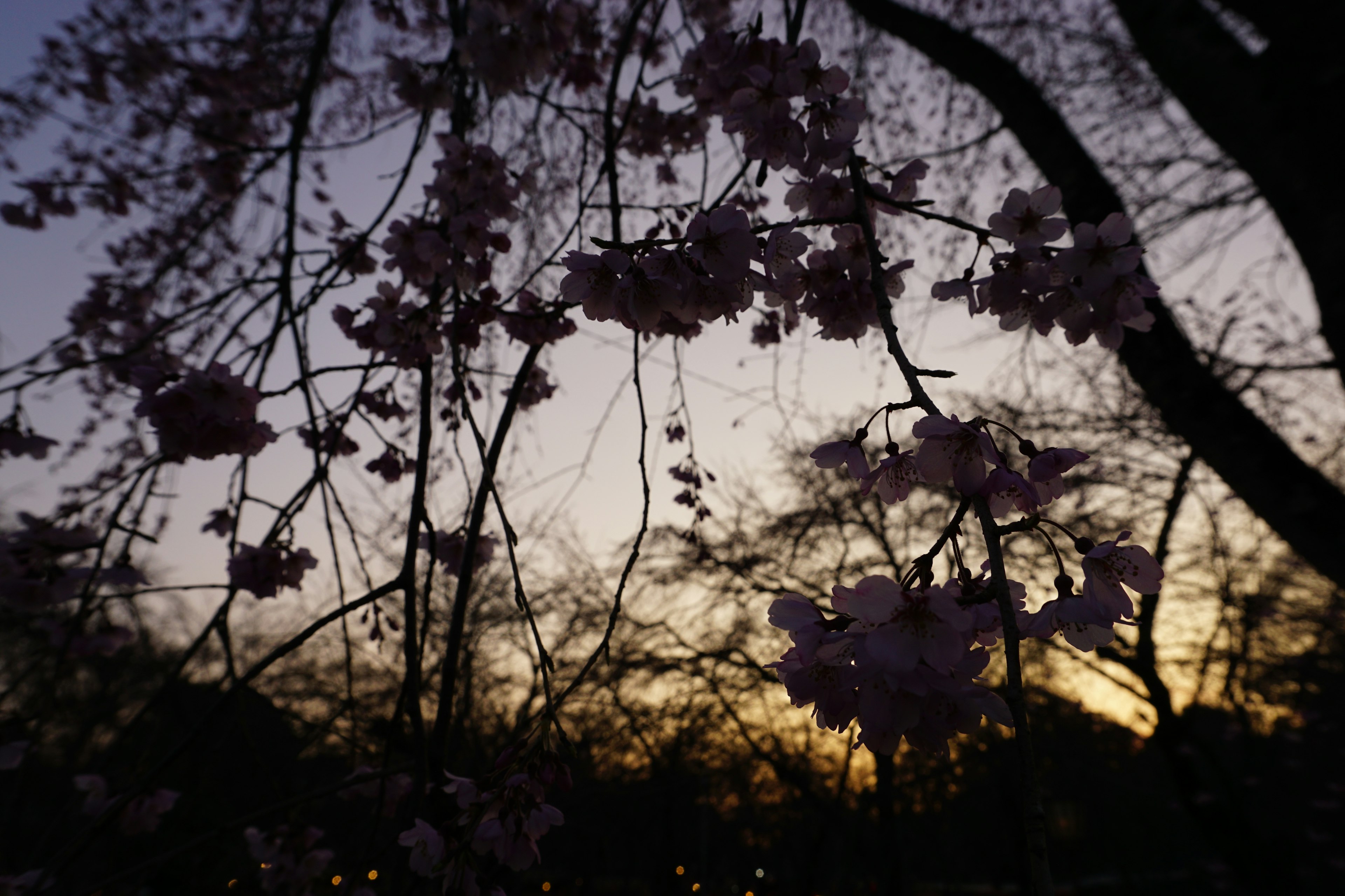 Silhouette of cherry blossoms and trees at dusk