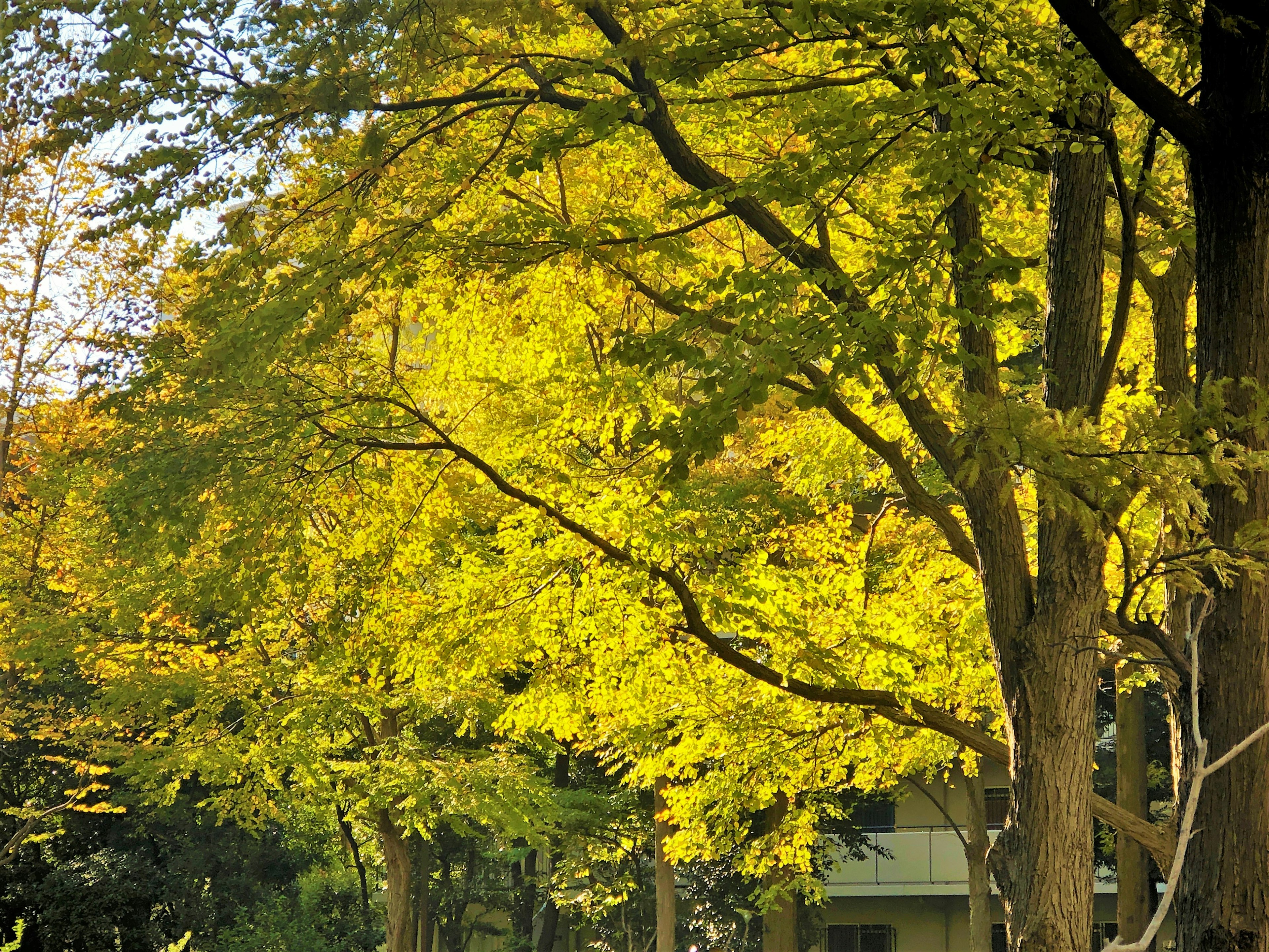 黄葉の木々が生い茂る風景