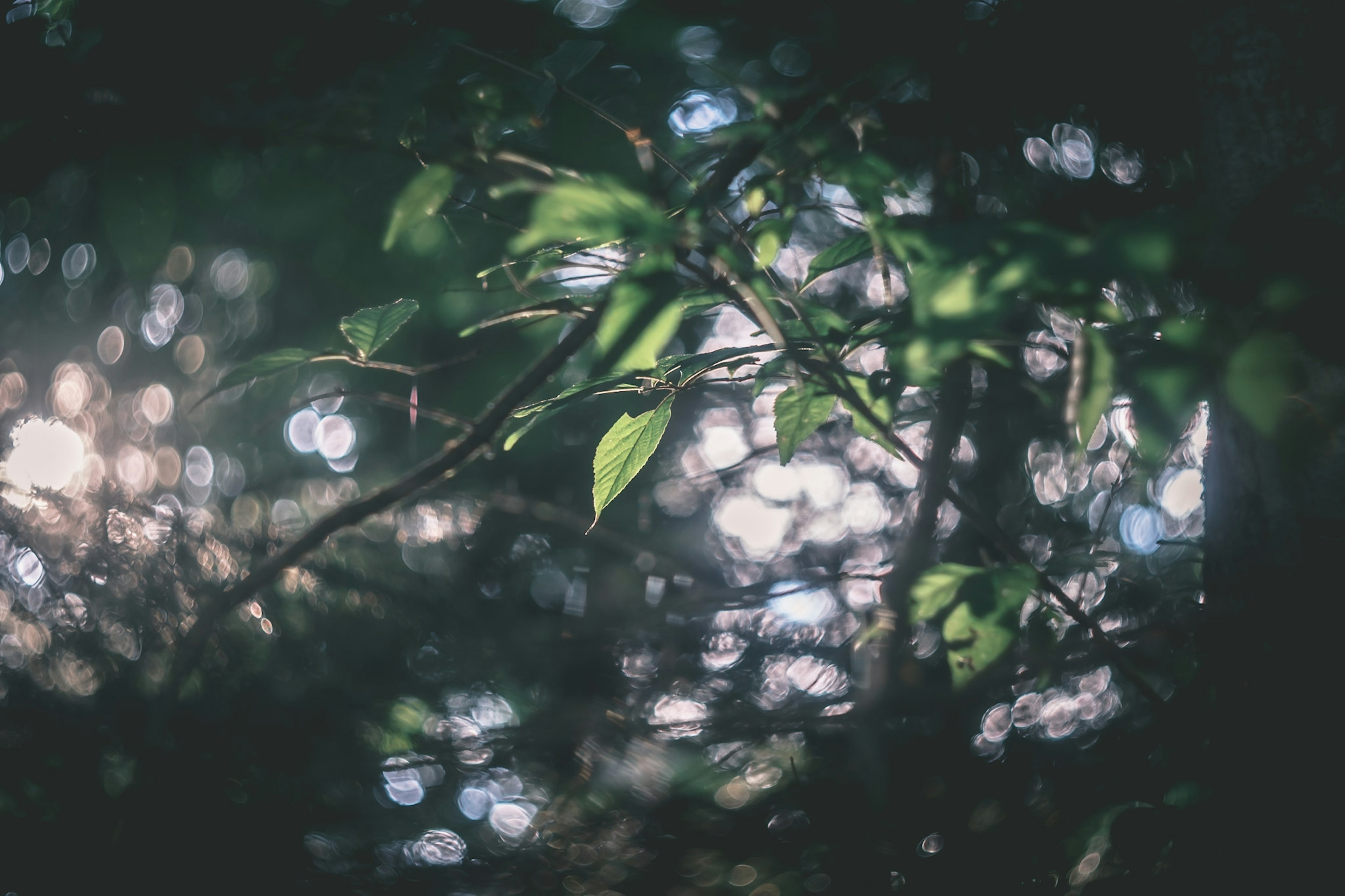 A close-up of green leaves with soft light in a forest setting