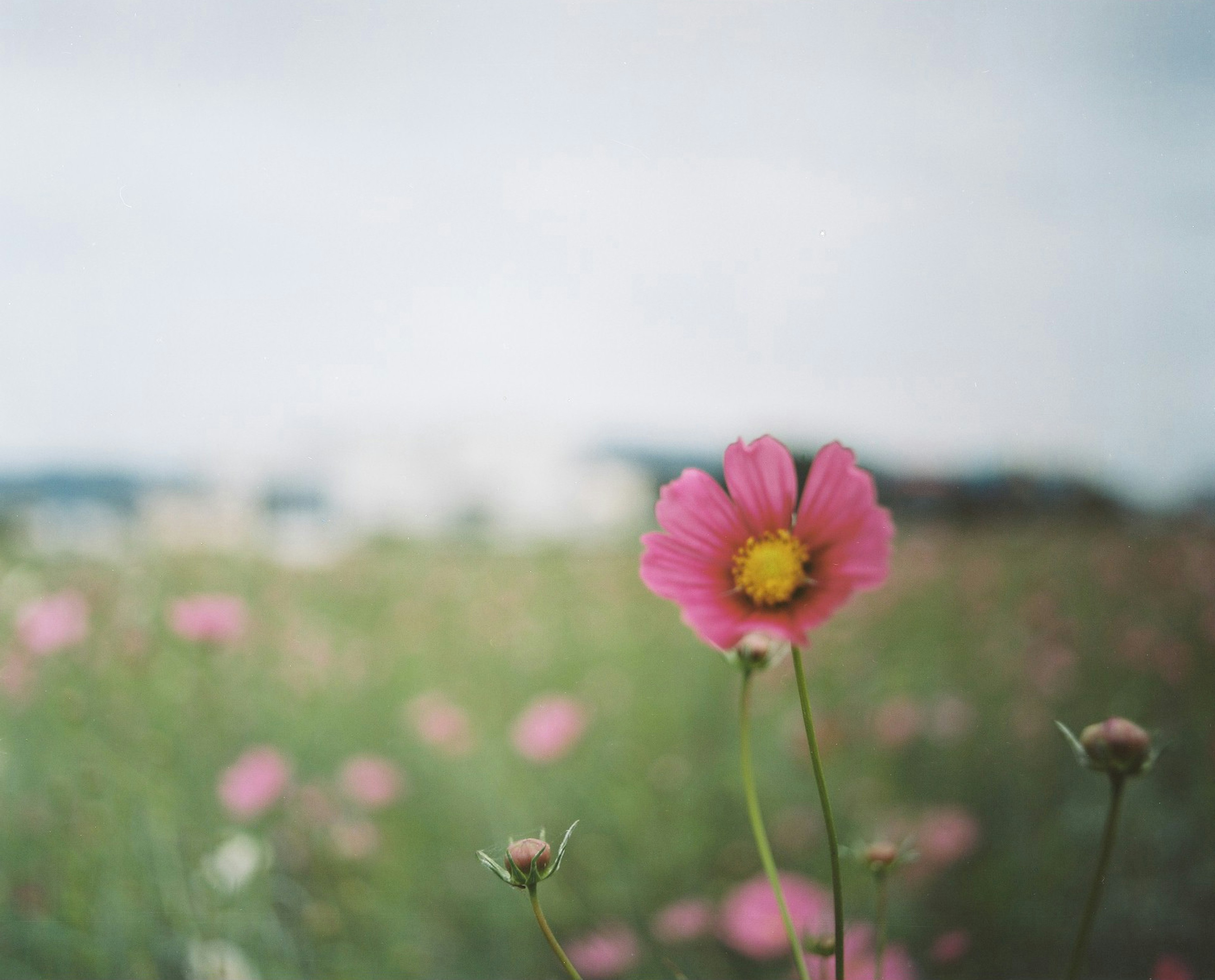 Eine rosa Blume mit einem gelben Zentrum in einem Blumenfeld