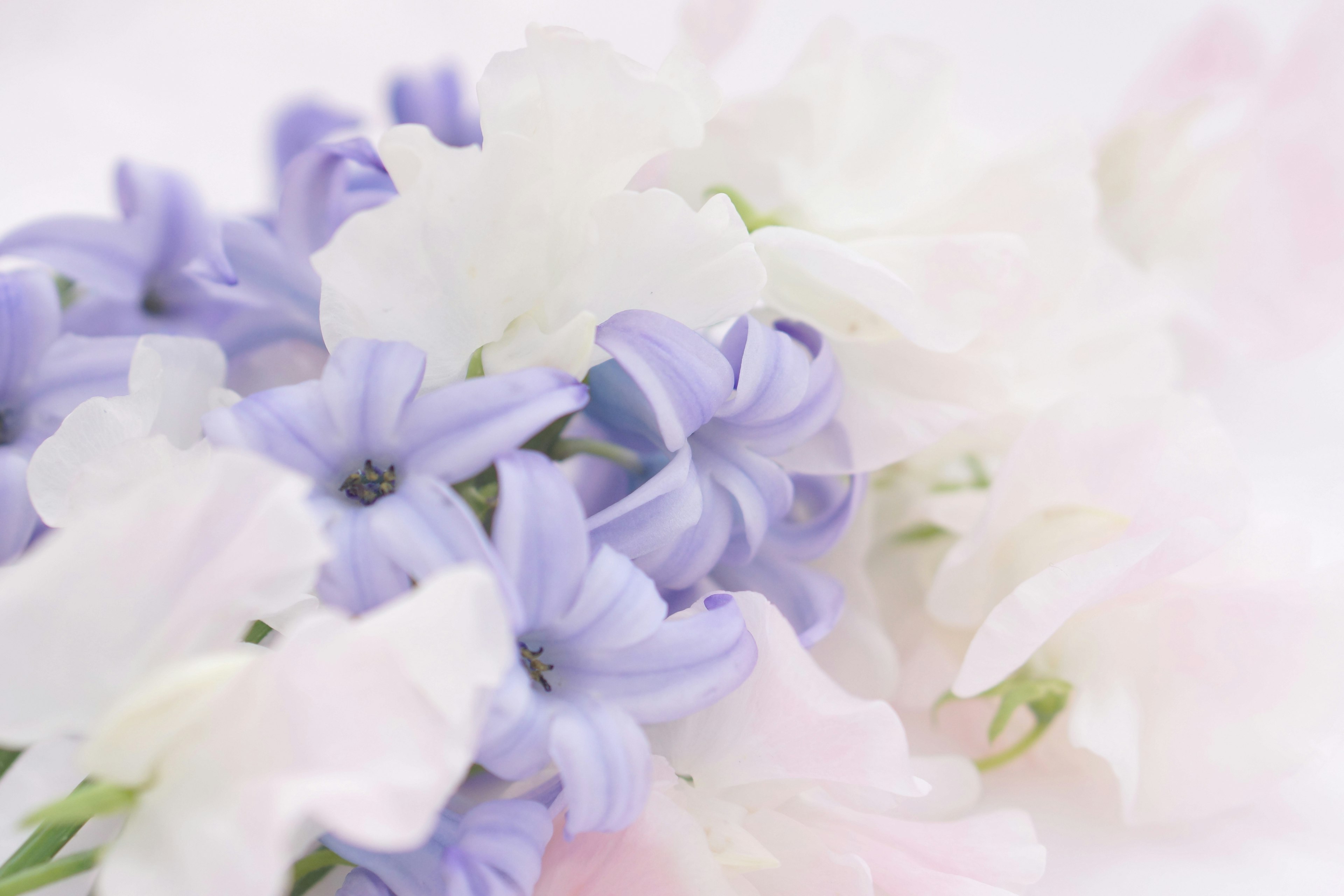 A beautiful image of overlapping pastel-colored flowers