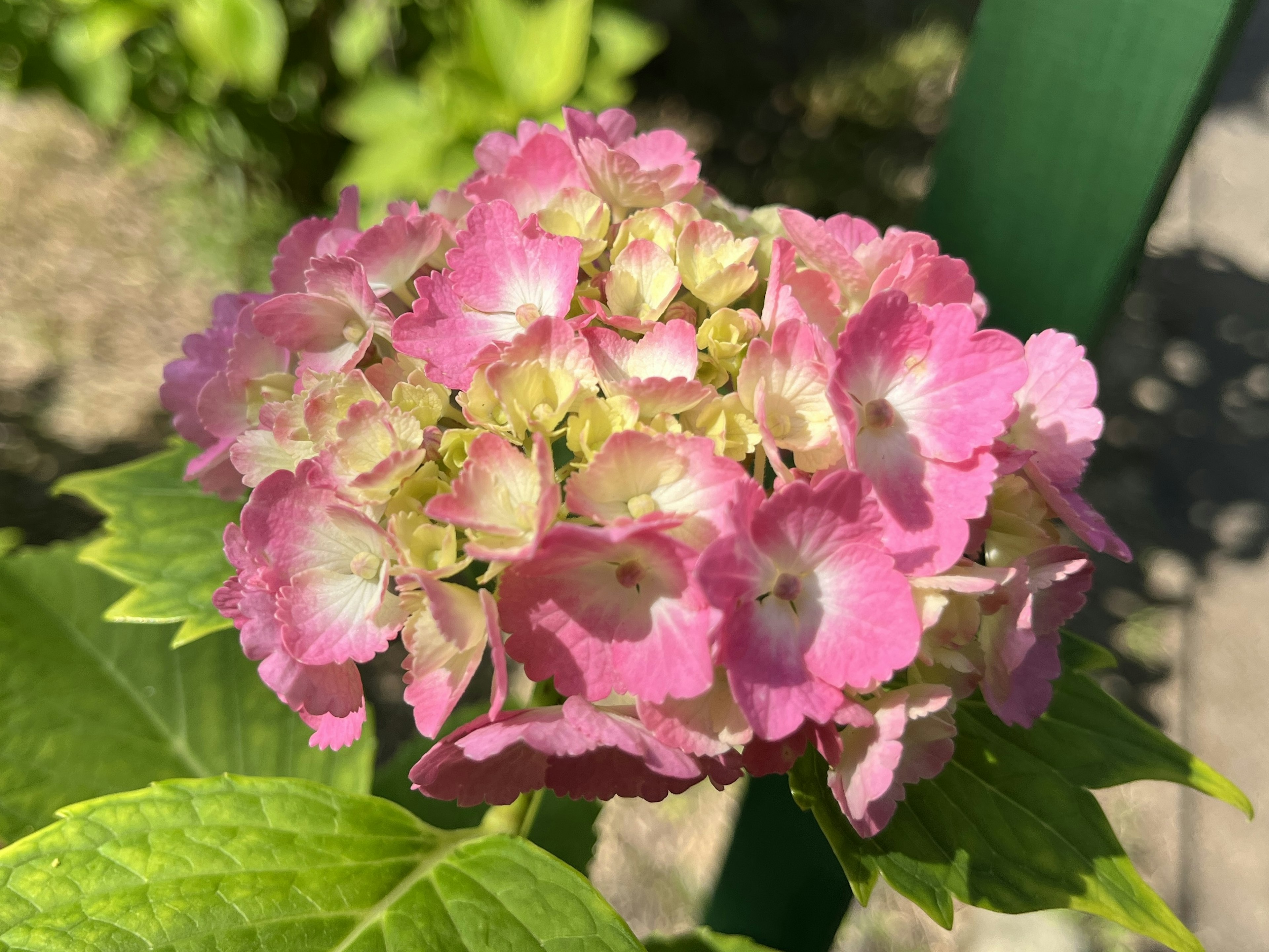 Bunga hydrangea pink yang indah mekar