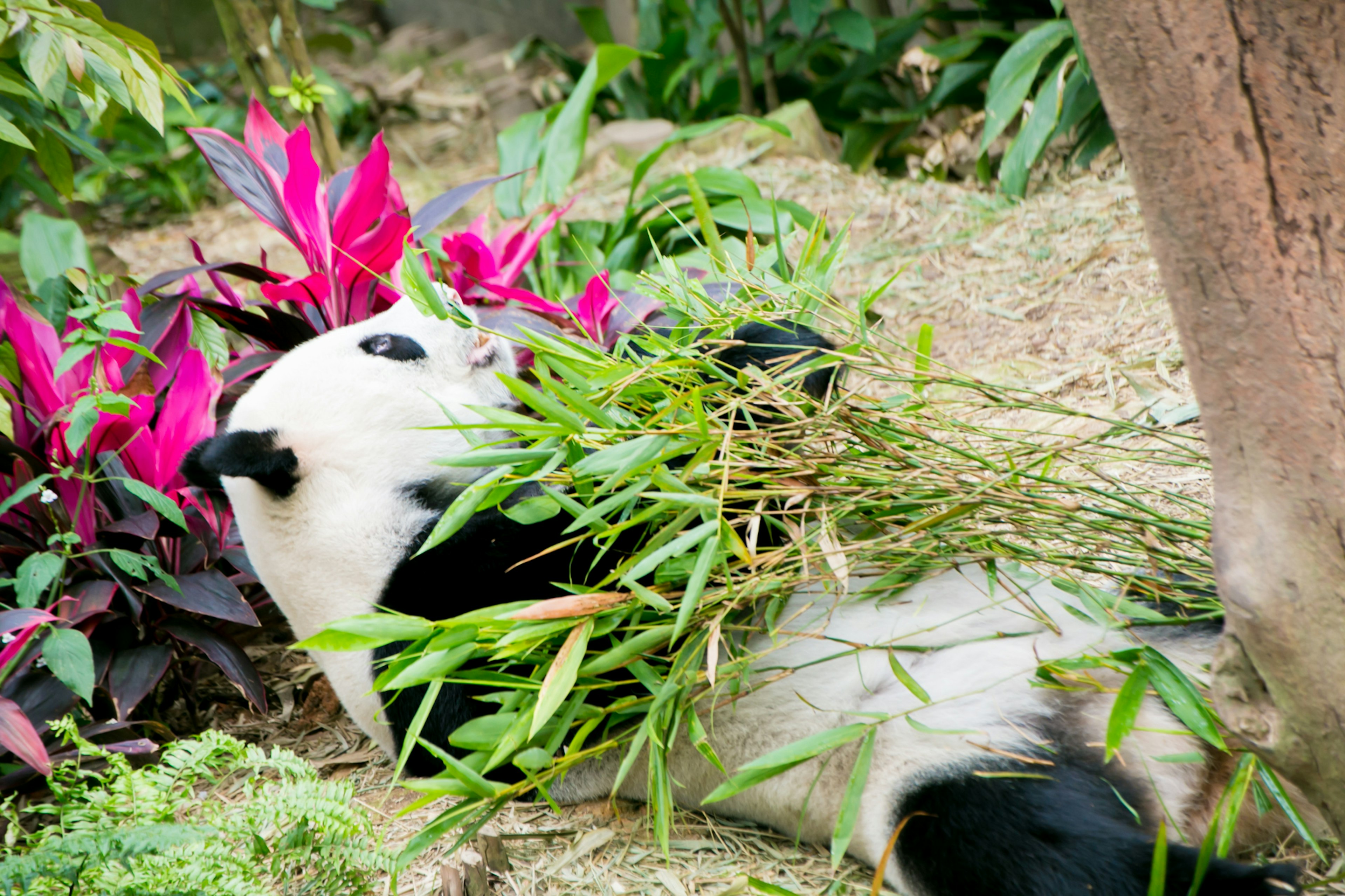 แพนด้ากำลังกินไผ่ มีพืชหลากสีในพื้นหลัง