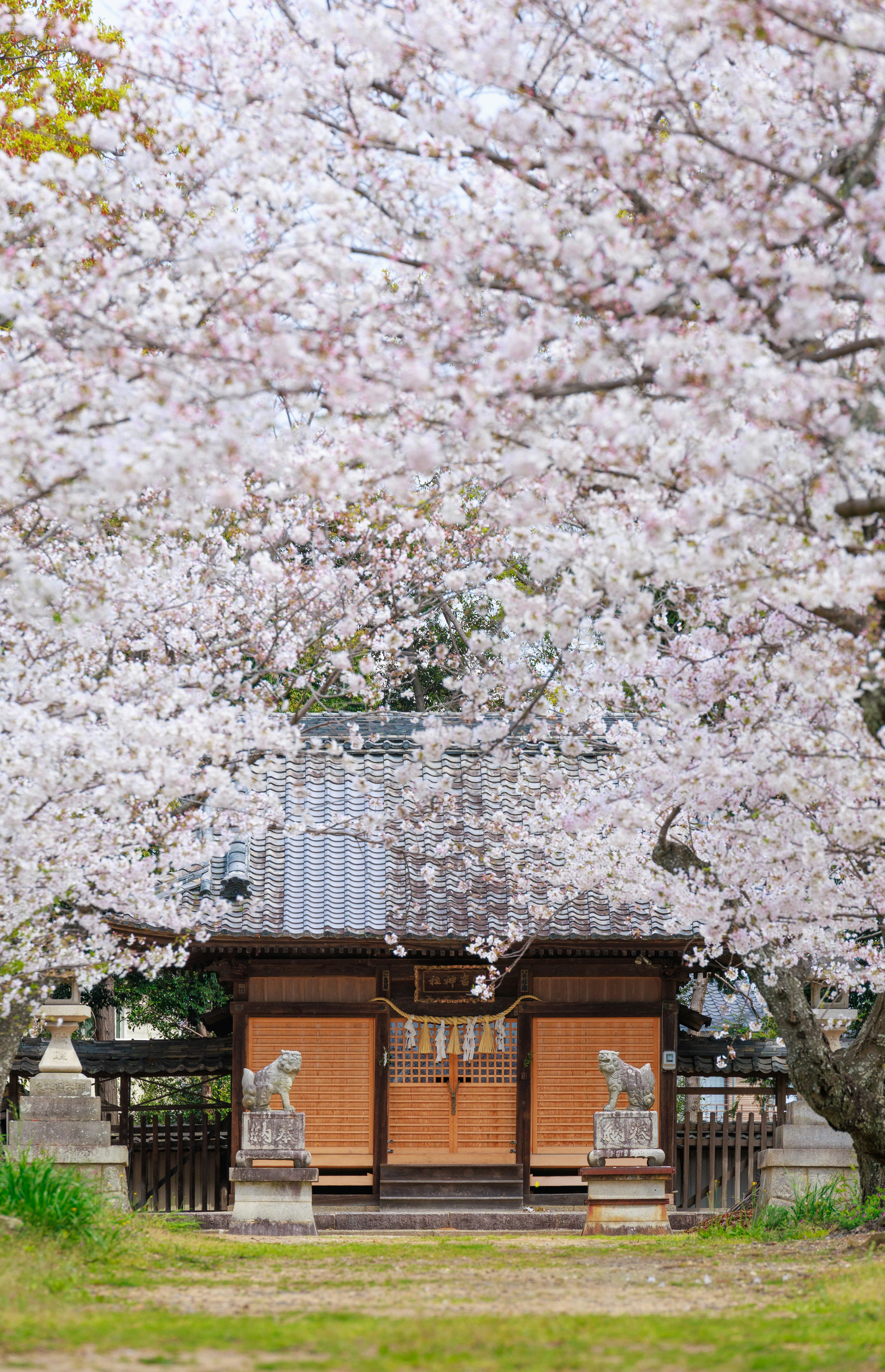 桜に囲まれた神社の入り口と狛犬の像