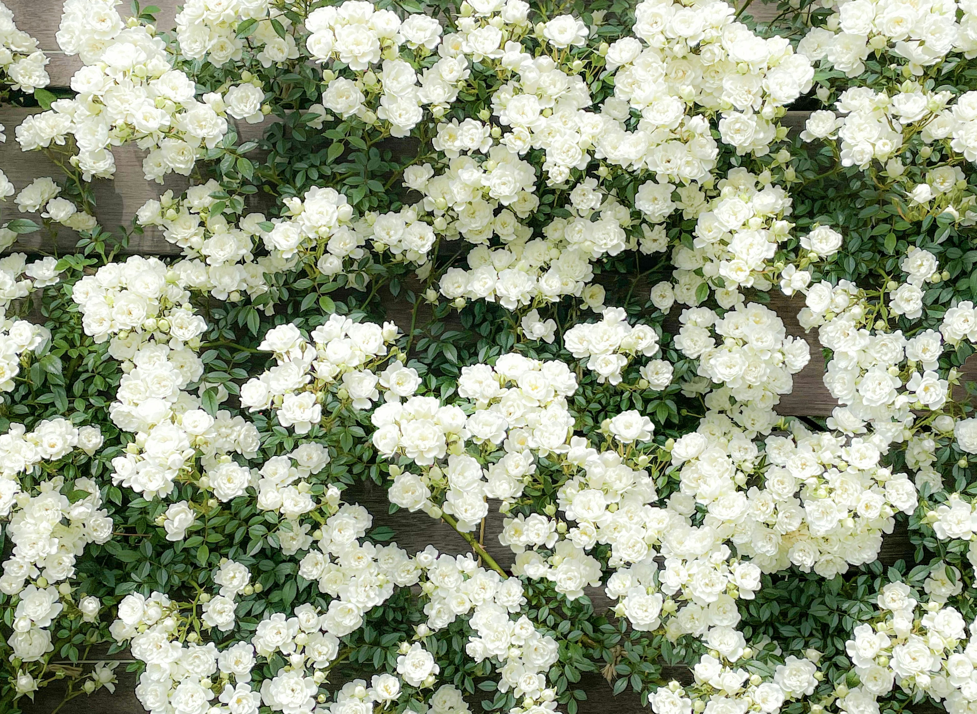 Gros plan d'une dense grappe de fleurs blanches