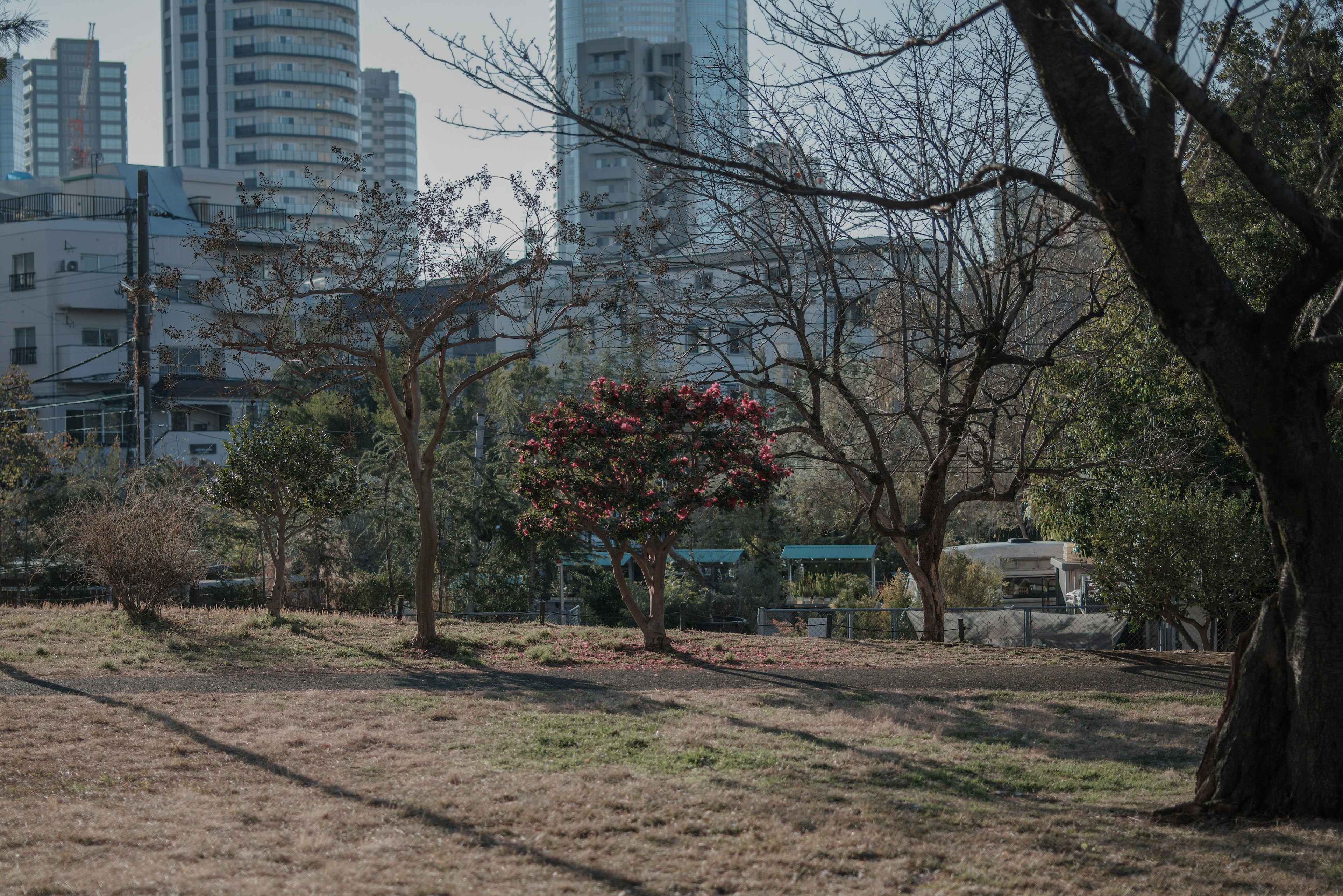 Escena de parque urbano con árboles y rascacielos