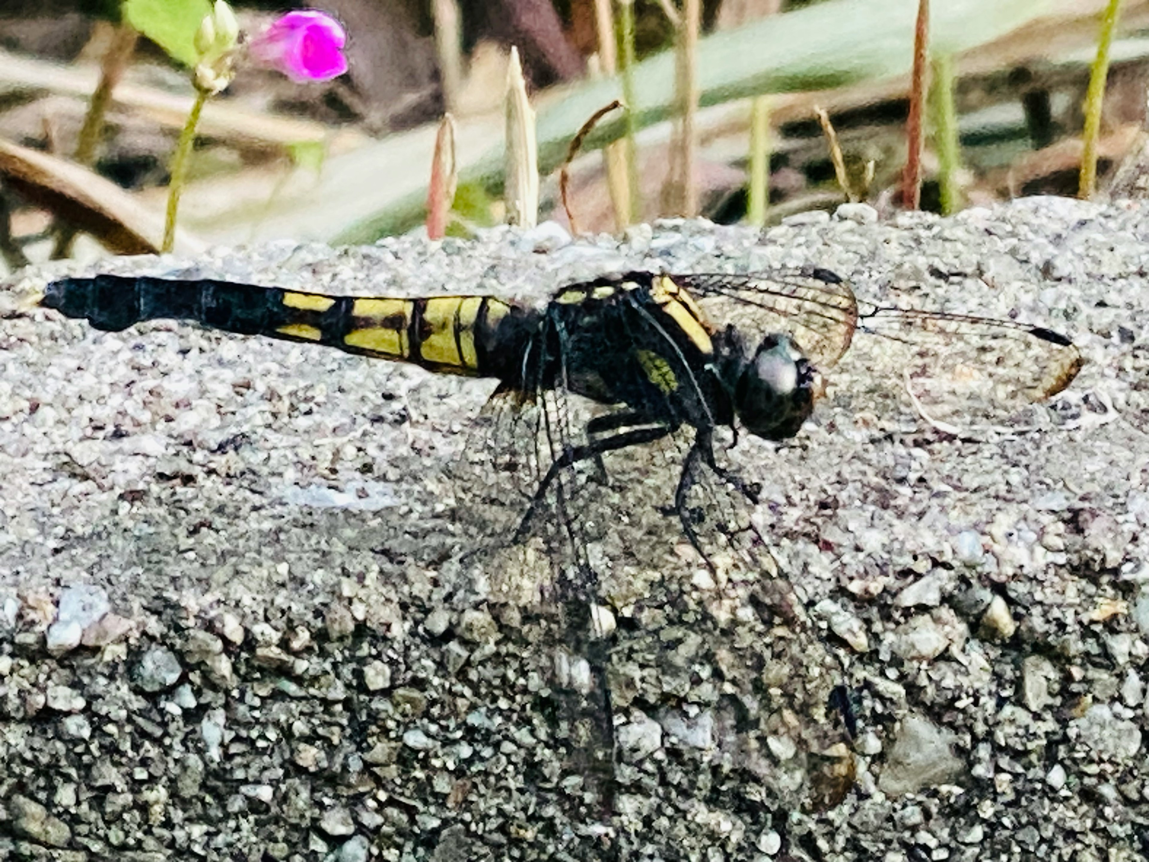 A black and yellow dragonfly perched on concrete