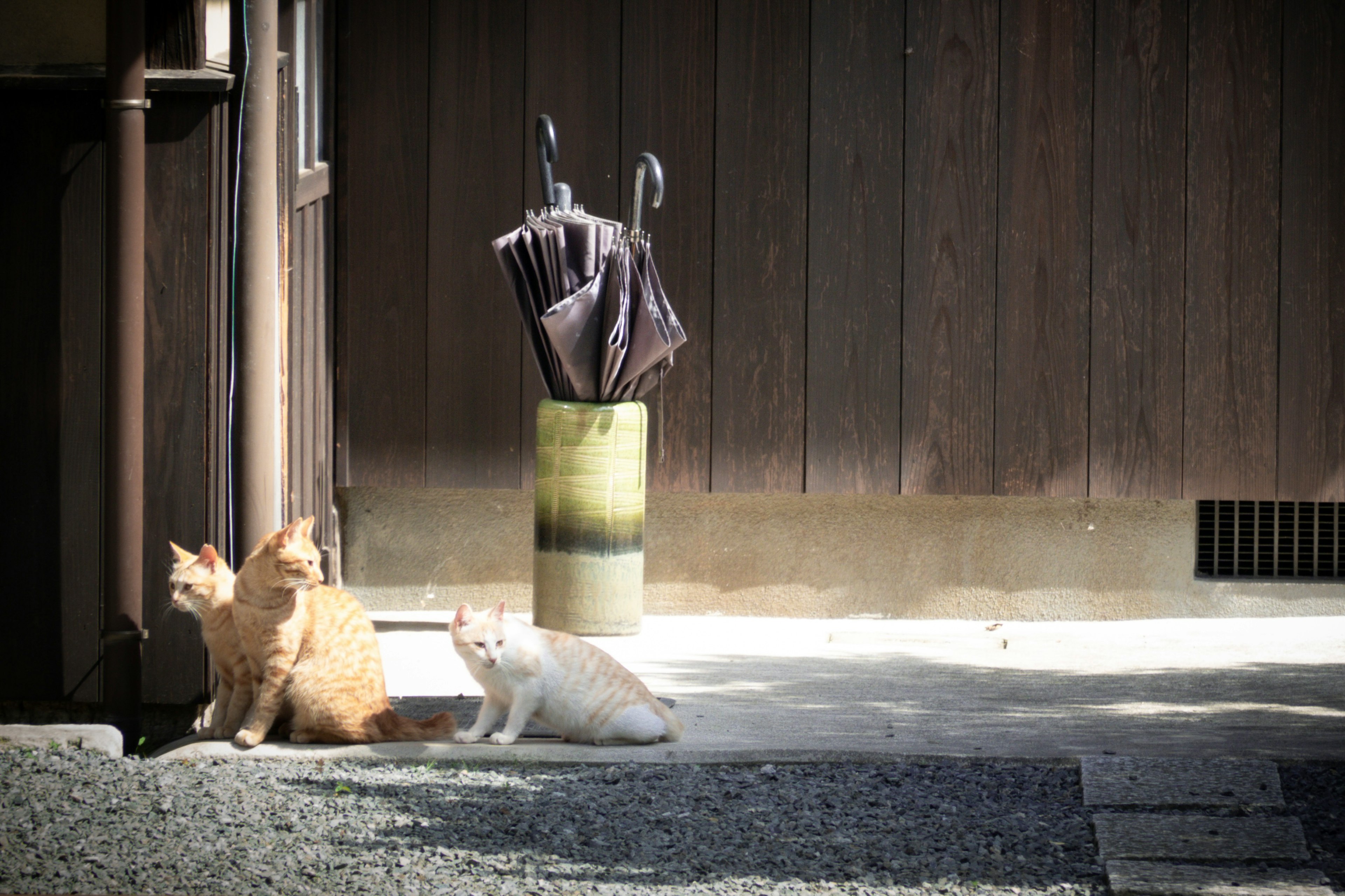 二匹の猫が日向でくつろいでいる風景と傘が置かれた背景