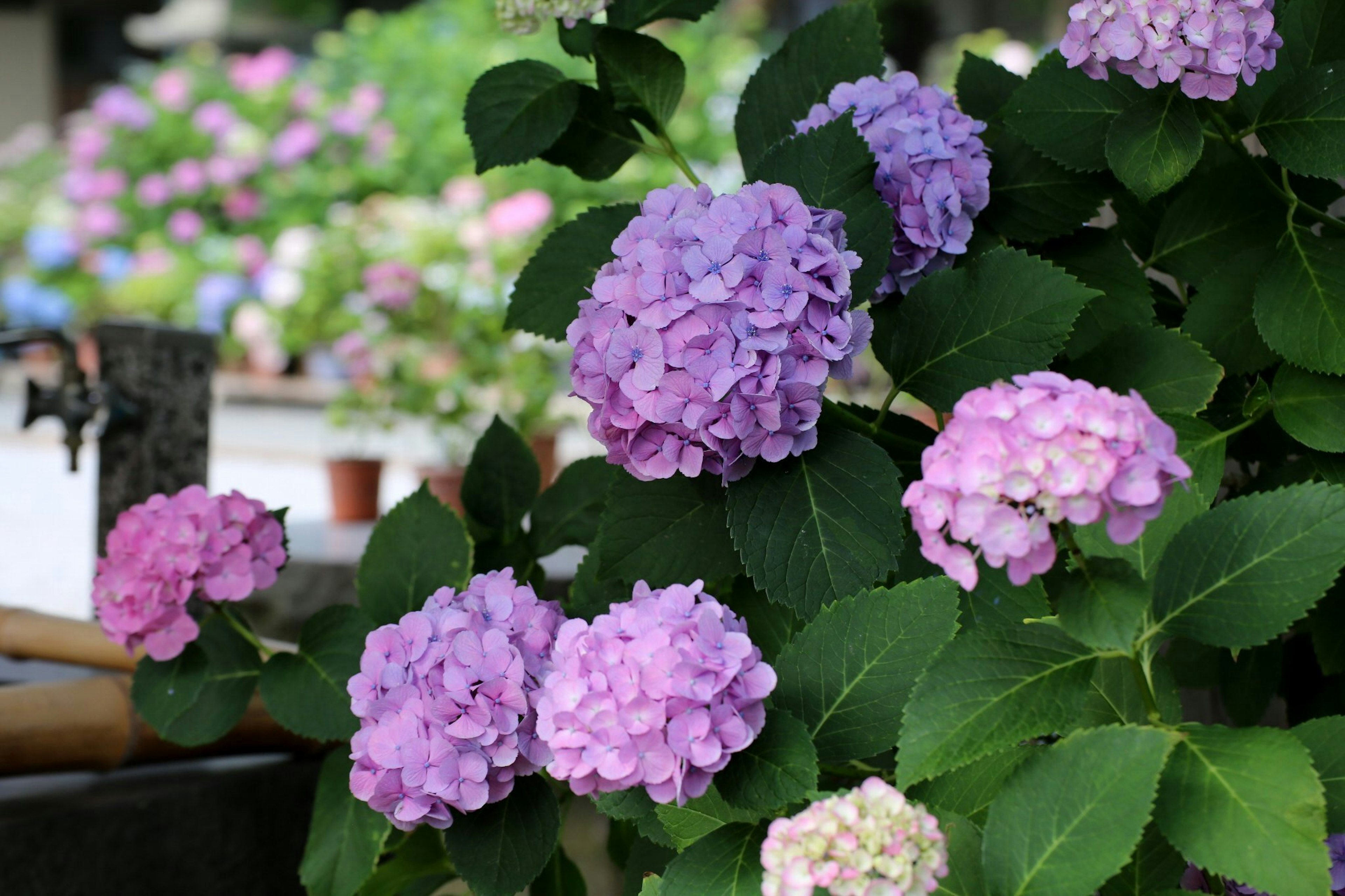 Hortensienblüten in Lila- und Rosatönen mit grünen Blättern