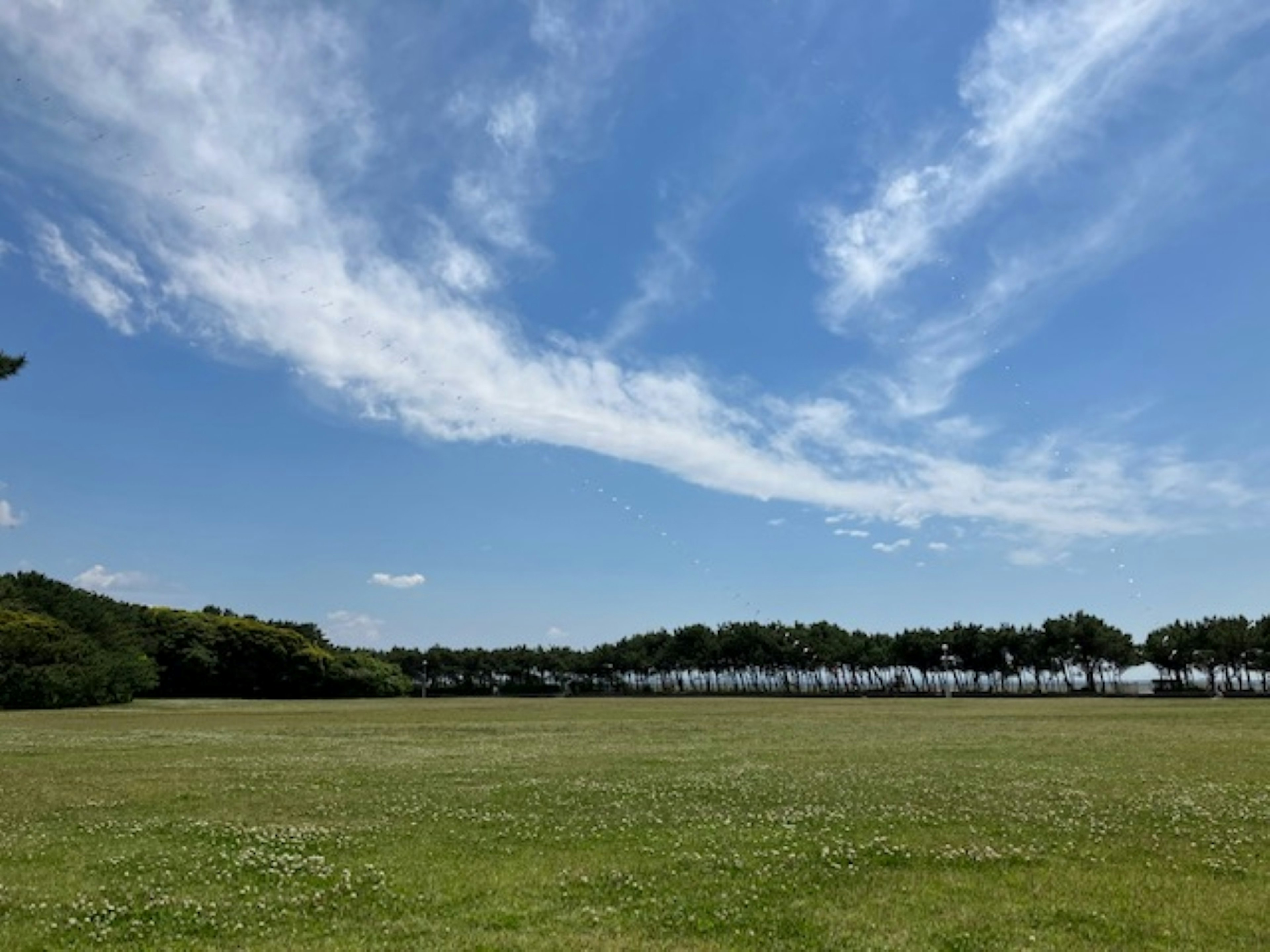 青空と白い雲が広がる緑の草原の風景