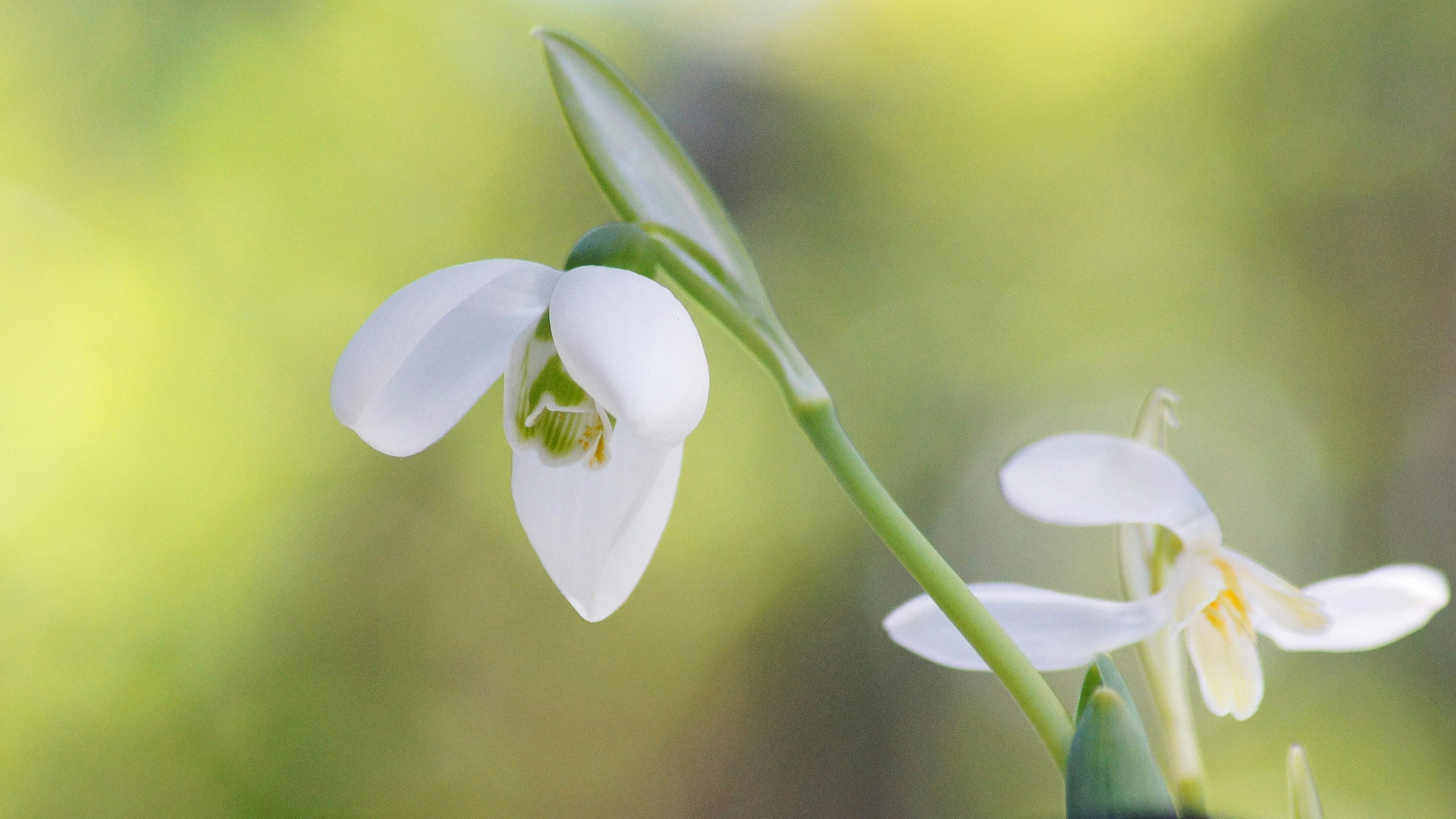 Acercamiento de una flor blanca con fondo verde