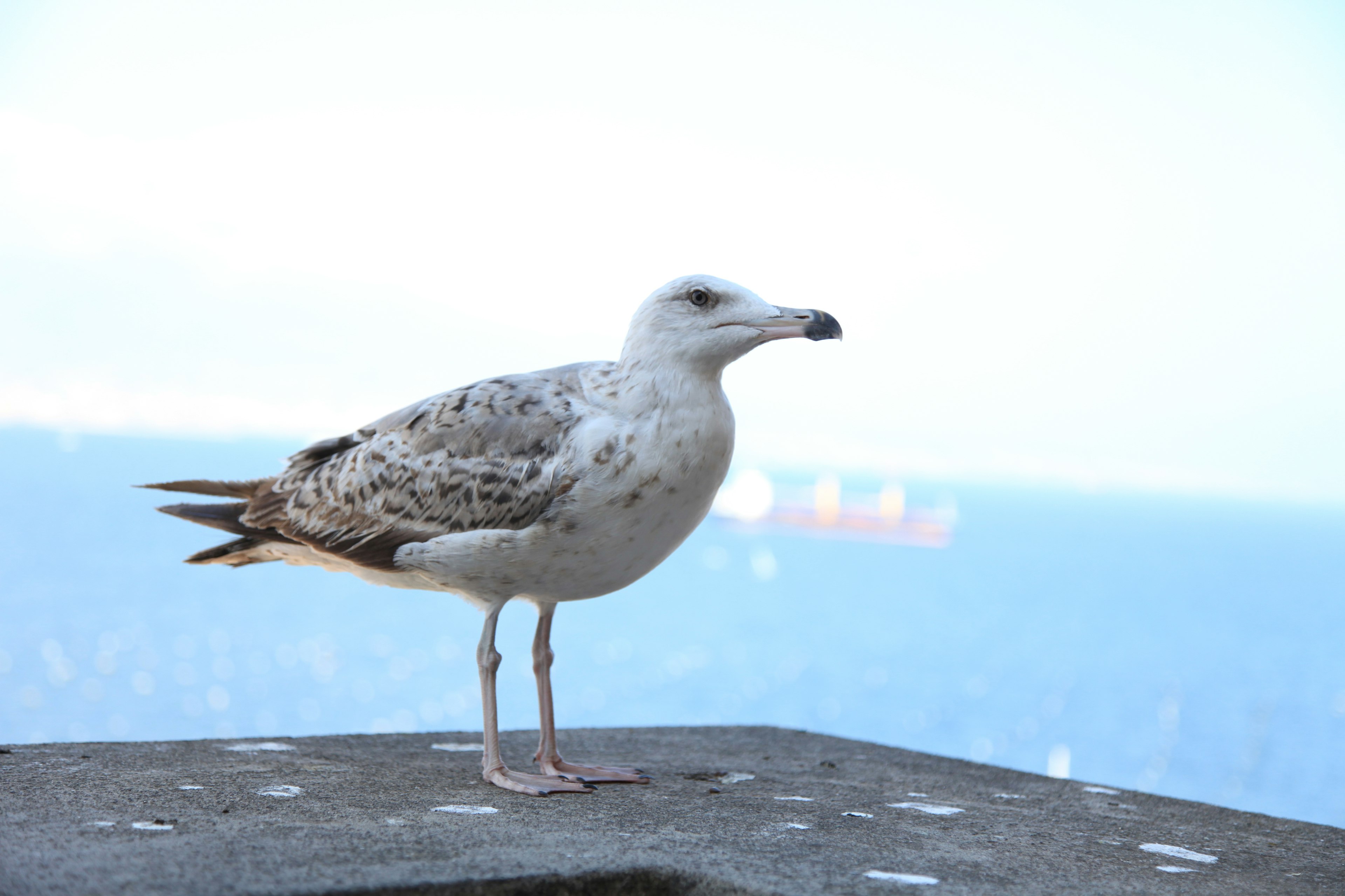 Möwe steht mit dem Ozean im Hintergrund