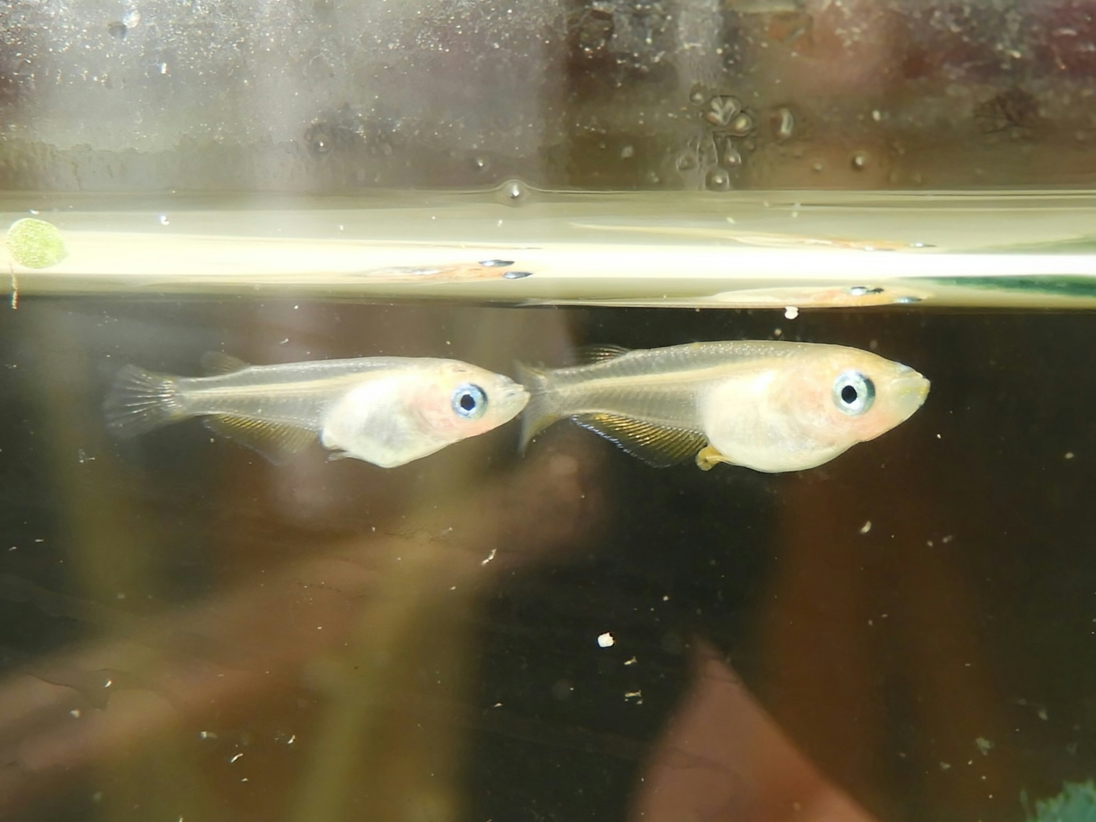 Two small fish swimming in water