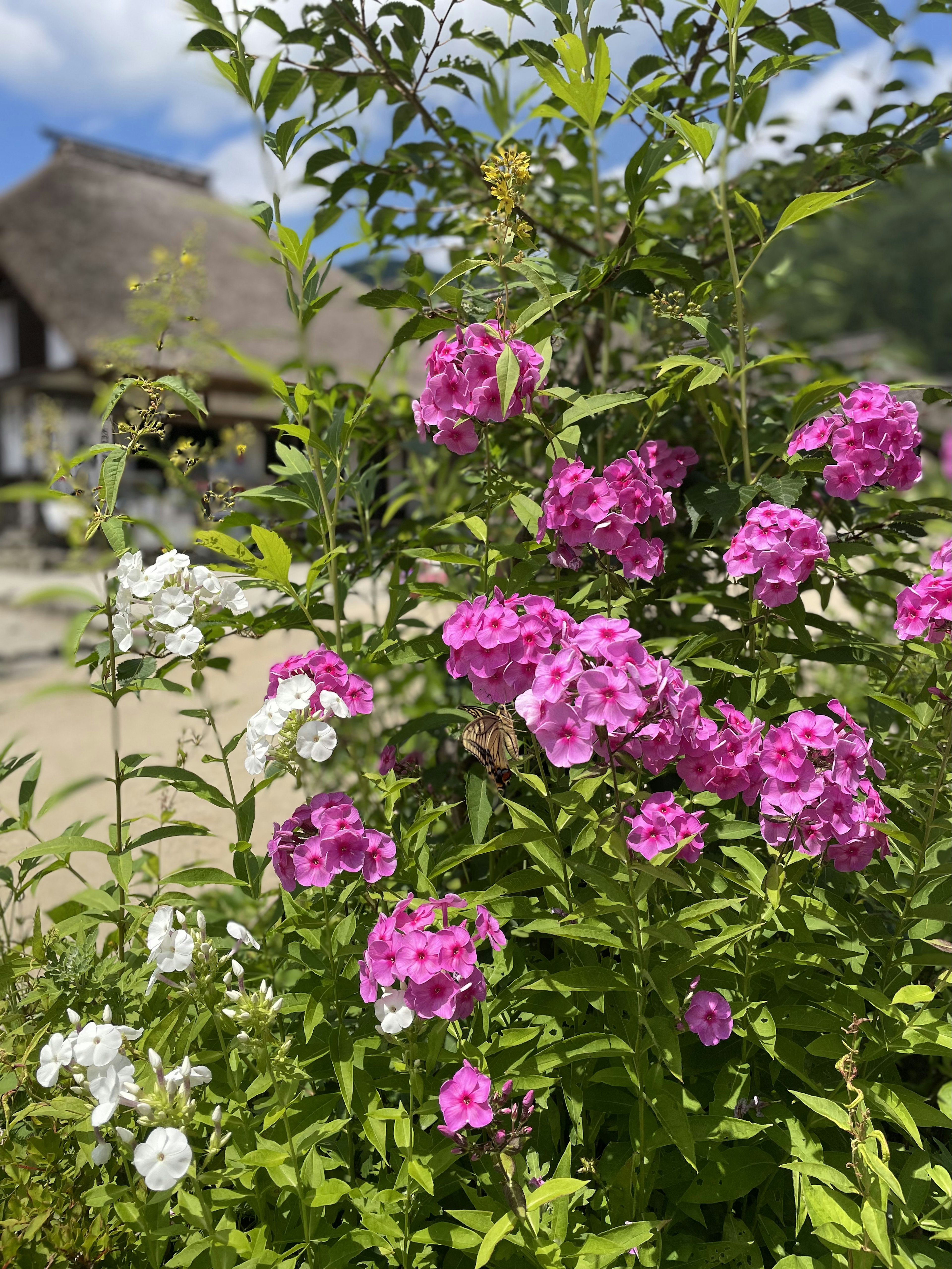 Fiori rosa e bianchi vibranti con una casa tradizionale sullo sfondo