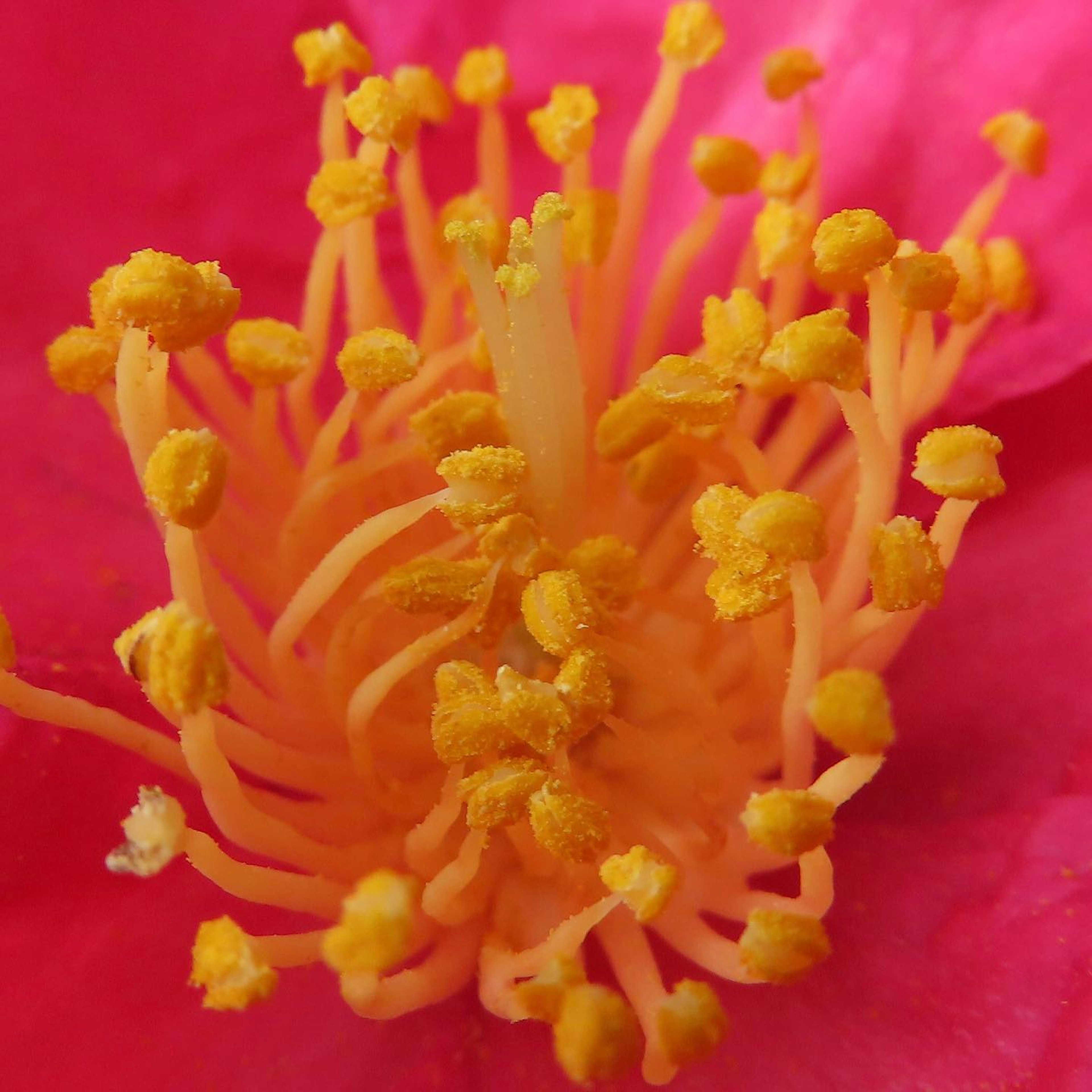 Primo piano di un fiore rosa vivace con stami e polline gialli