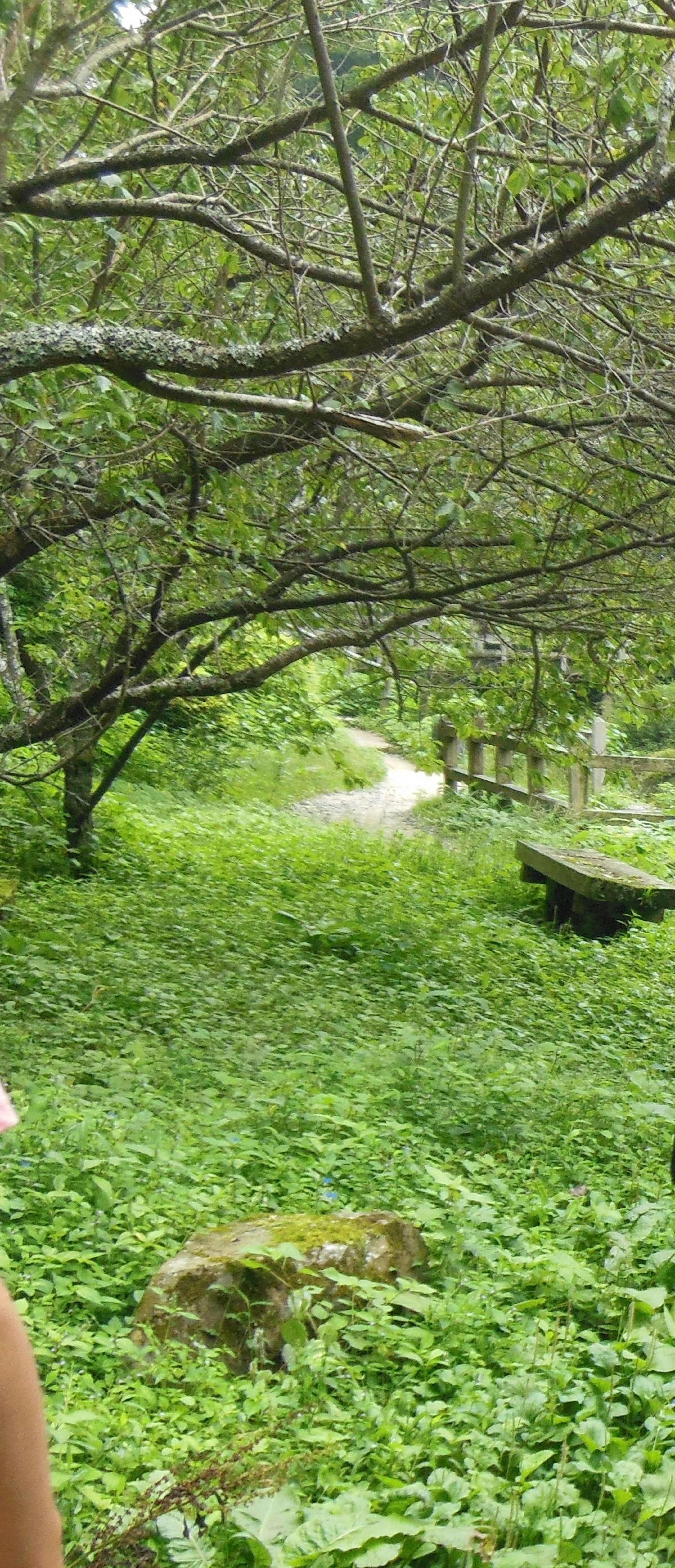 Sentiero forestale lussureggiante con rami di alberi