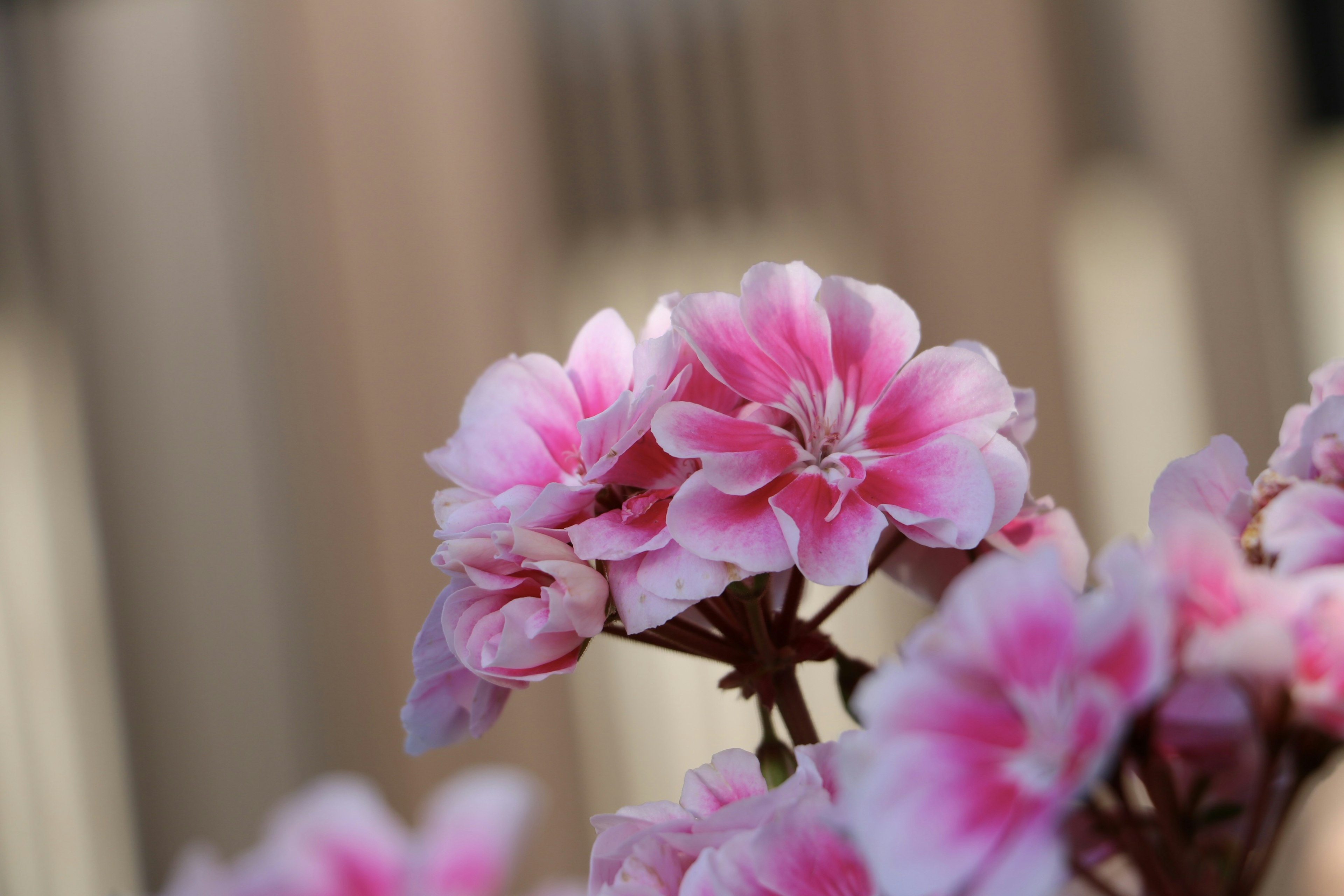 Gros plan de fleurs avec des pétales rose pâle