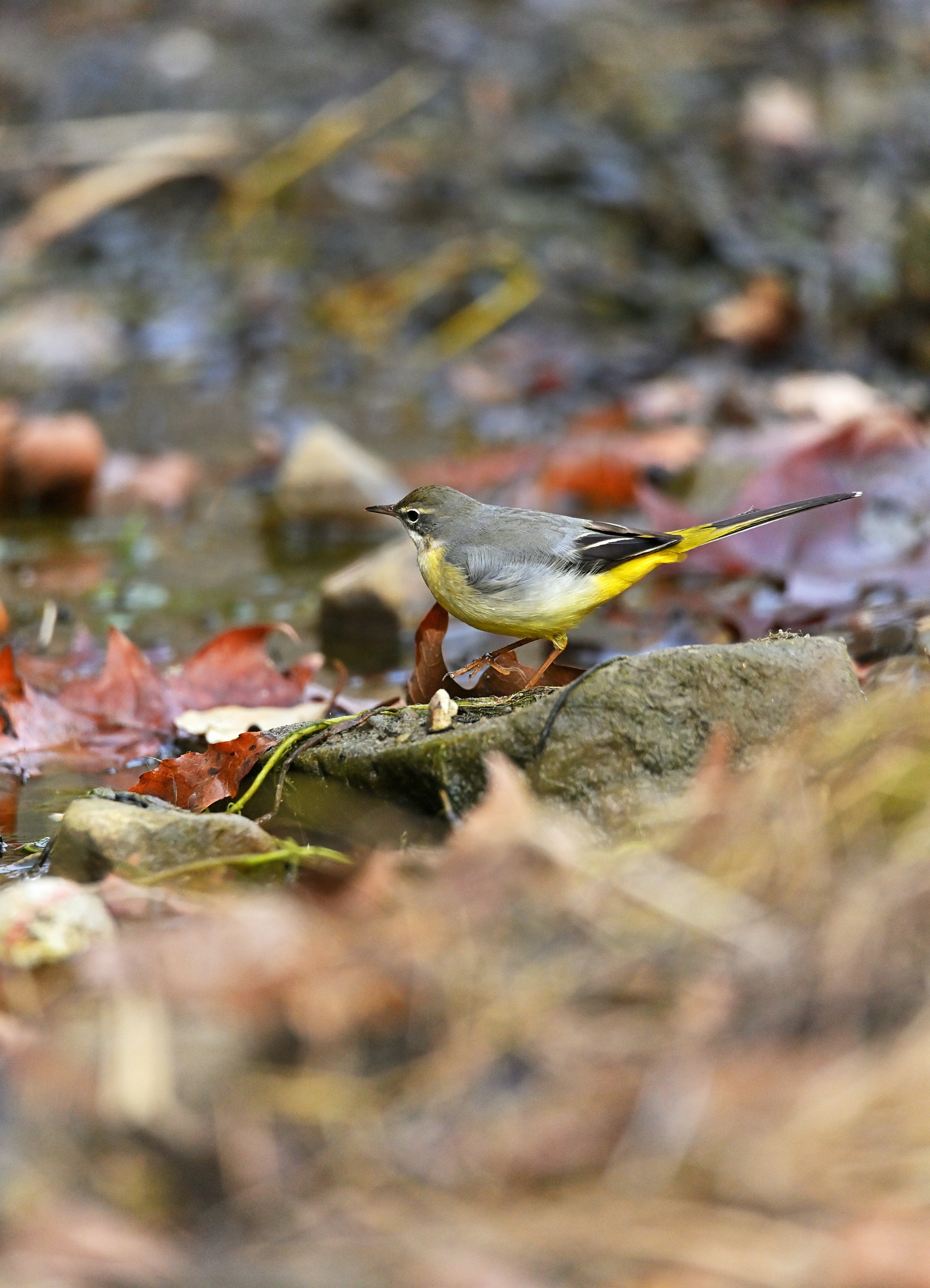 Burung dengan ekor kuning dekat aliran