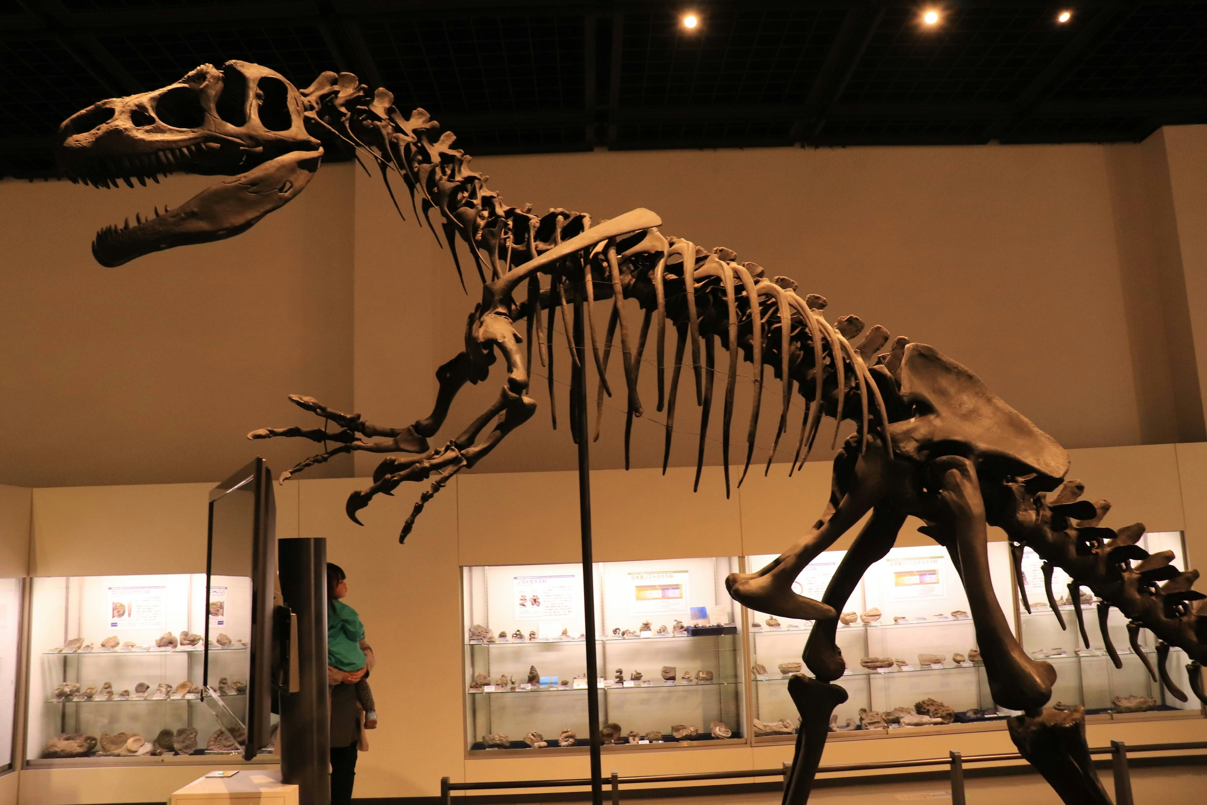 Dinosaur skeleton exhibit in a museum