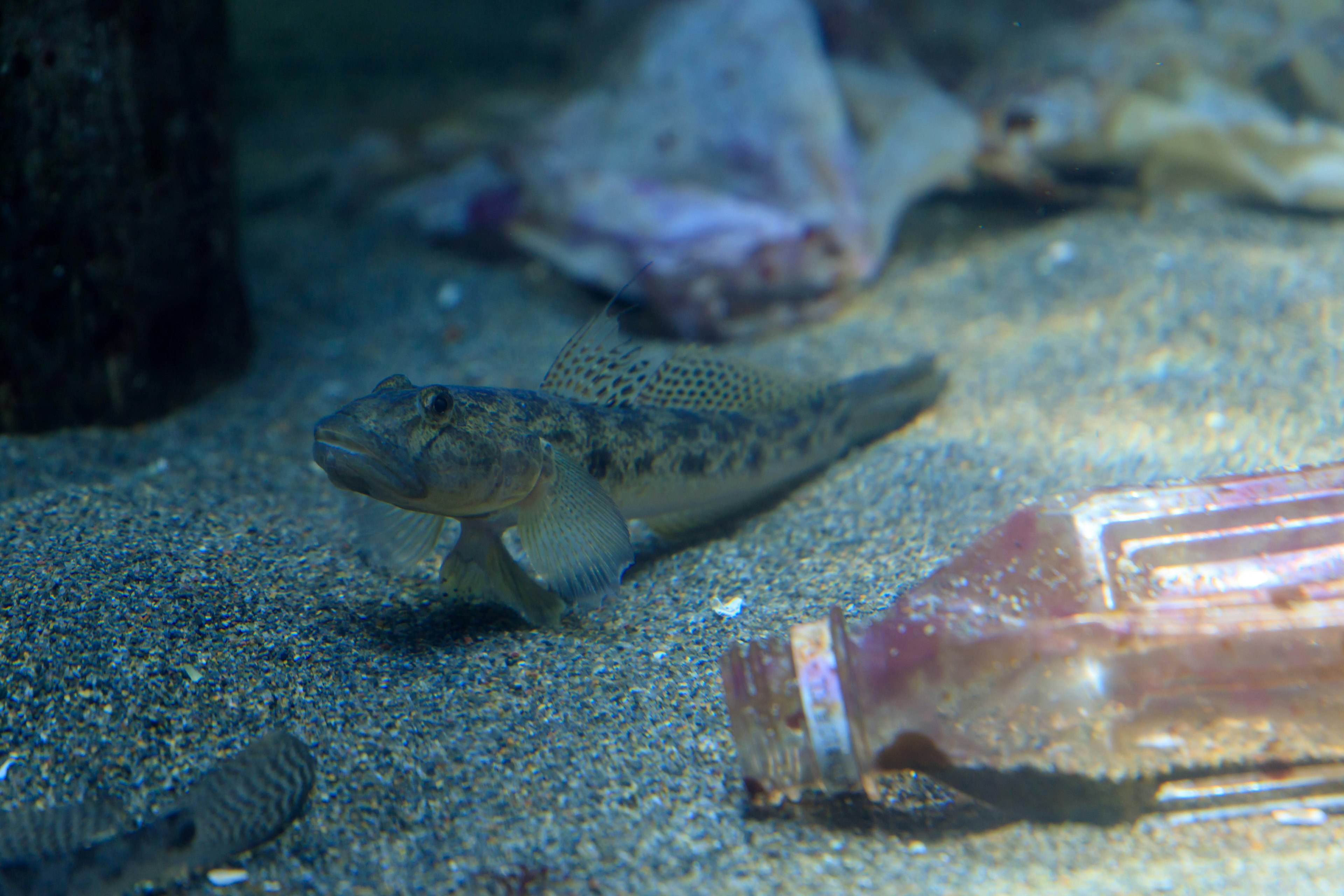 Un pesce sul fondo sabbioso del mare accanto a una bottiglia e detriti marini