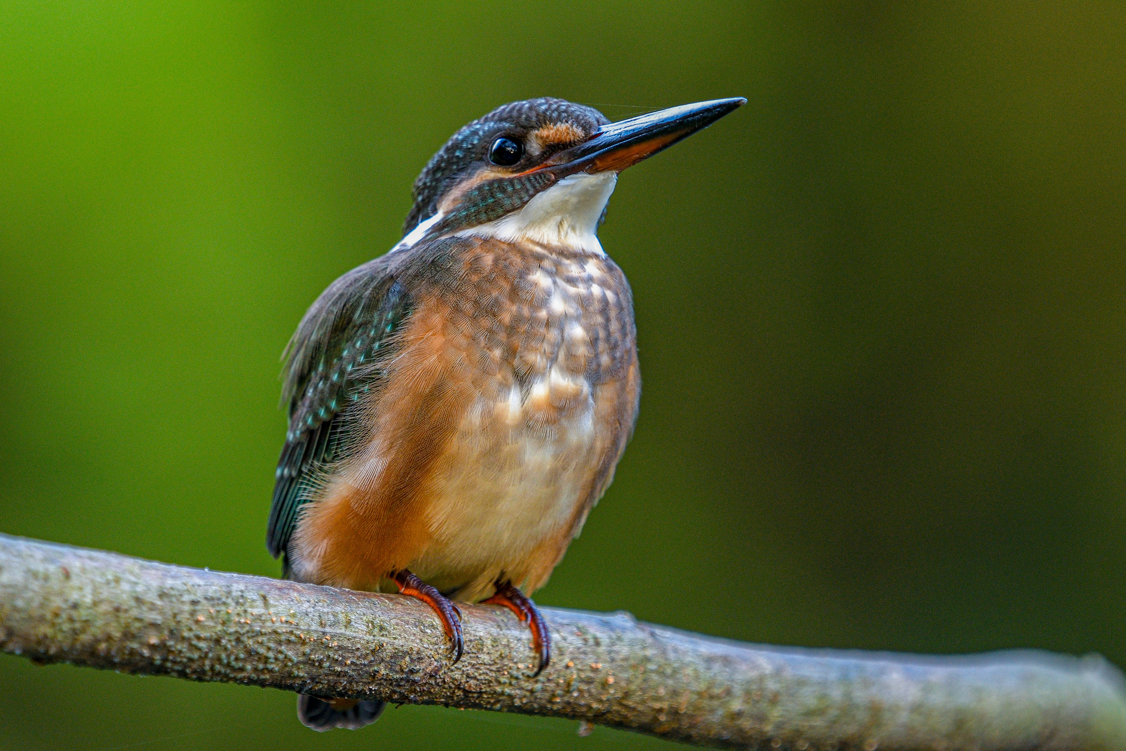 Ein lebhafter Eisvogel, der auf einem Ast mit grünem Hintergrund sitzt