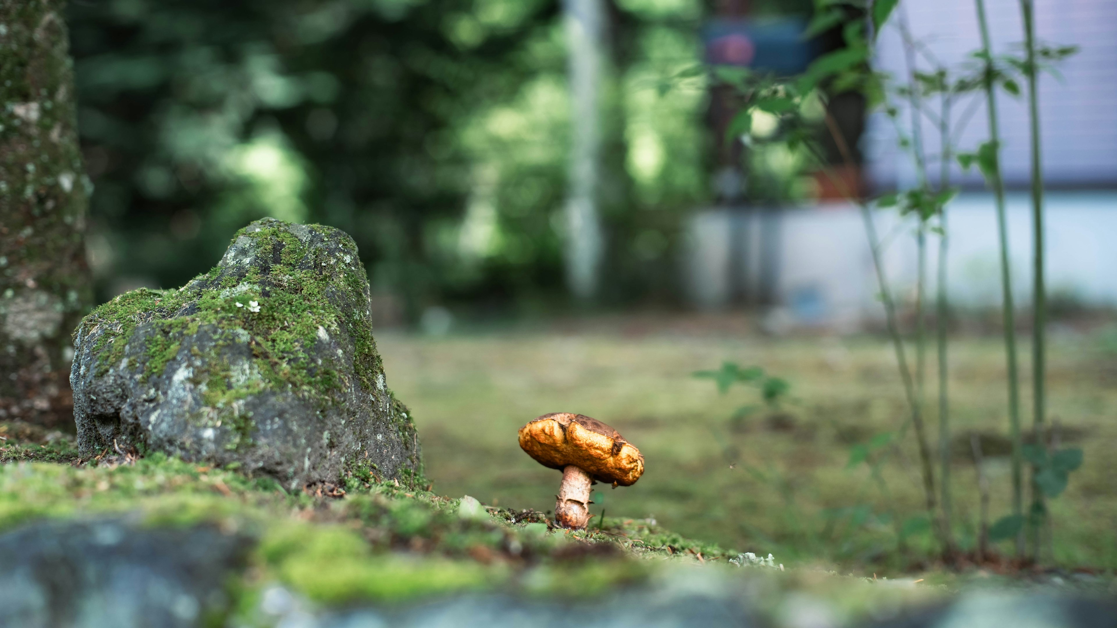 Orange mushroom standing beside a moss-covered stone in a green garden