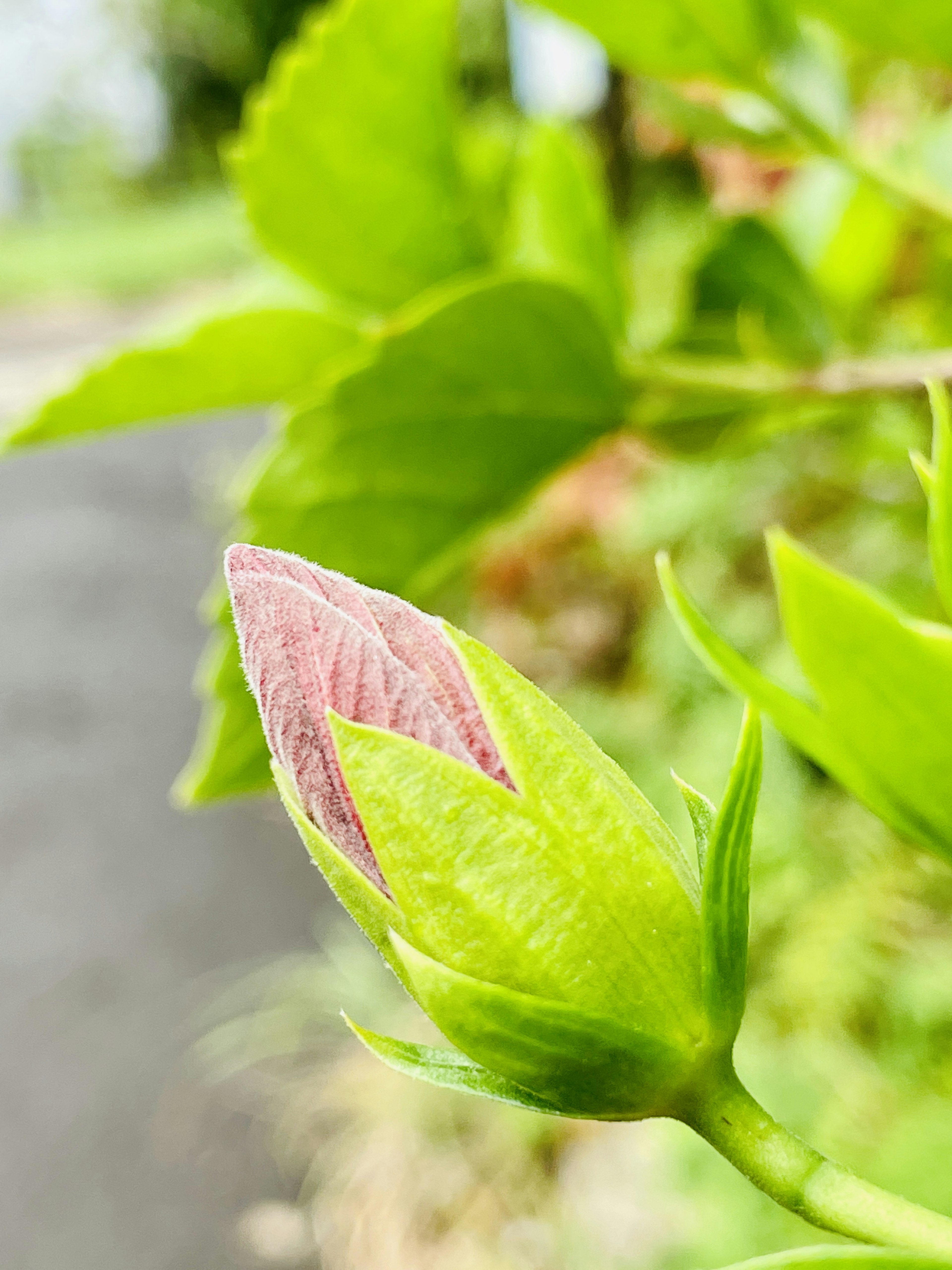 Kedekatan tunas yang dikelilingi oleh daun hijau dengan ujung merah muda yang khas