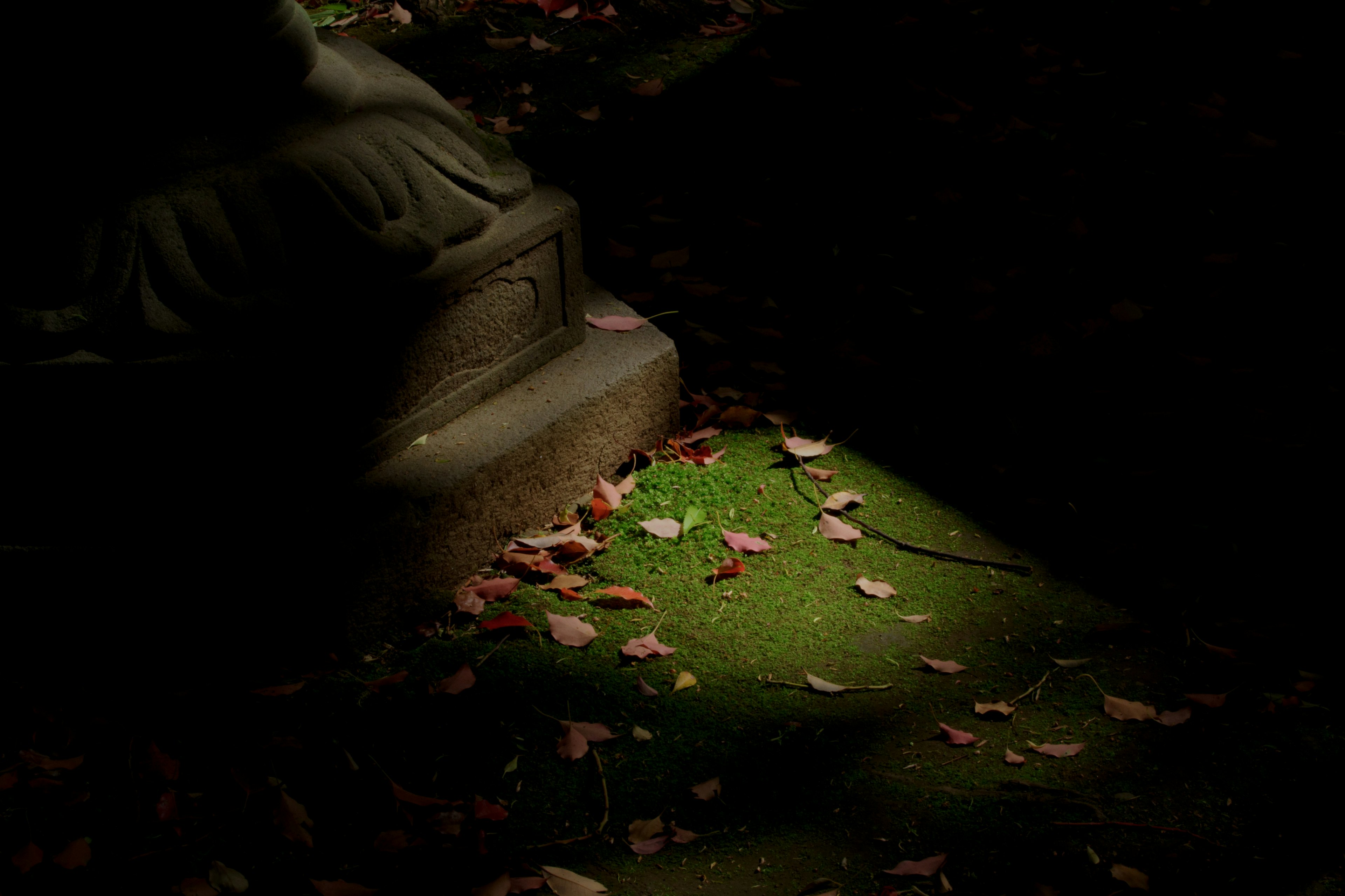 Detalles de musgo y hojas caídas en un cementerio oscuro