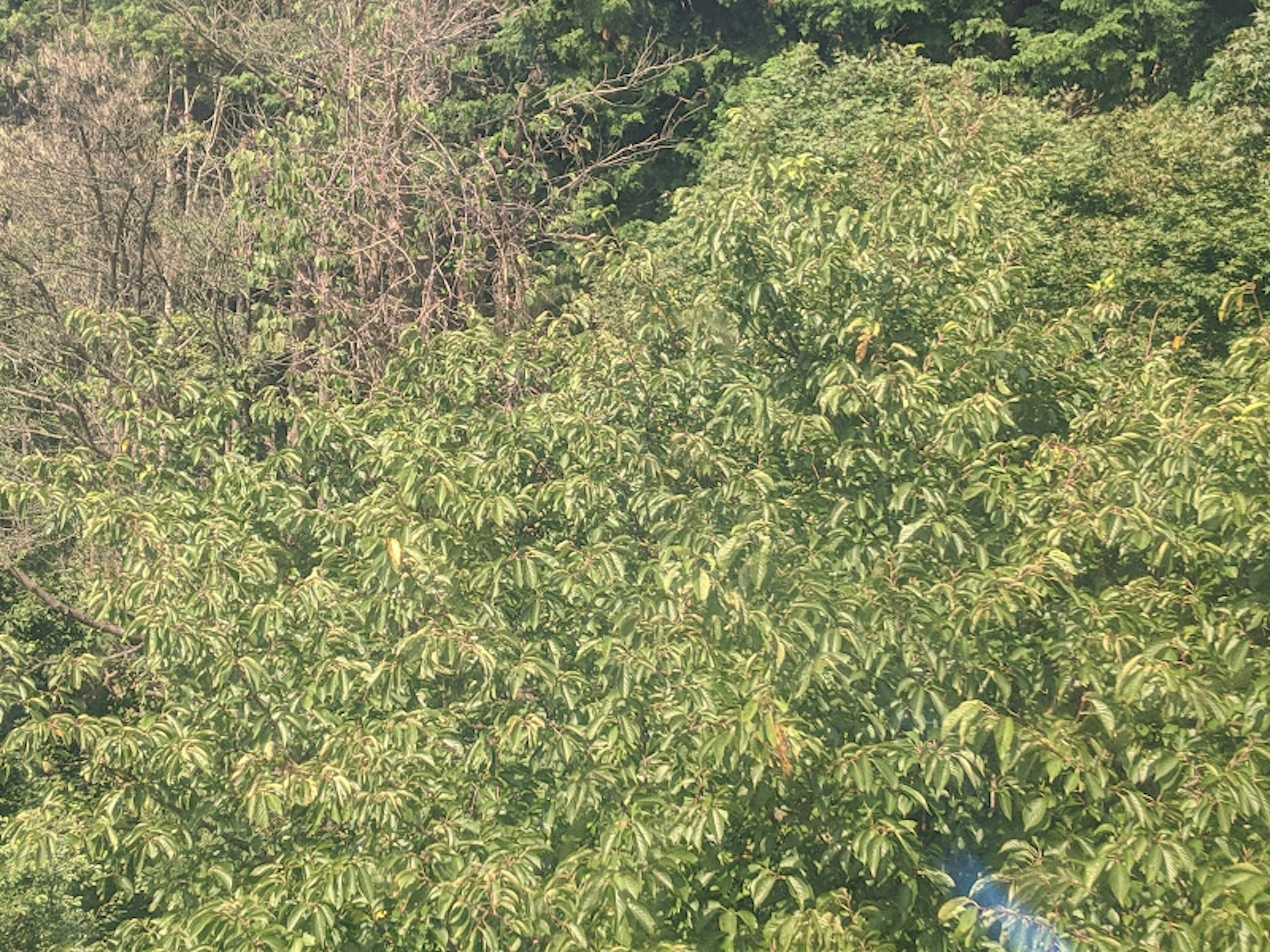 Lush green foliage with some bare branches visible