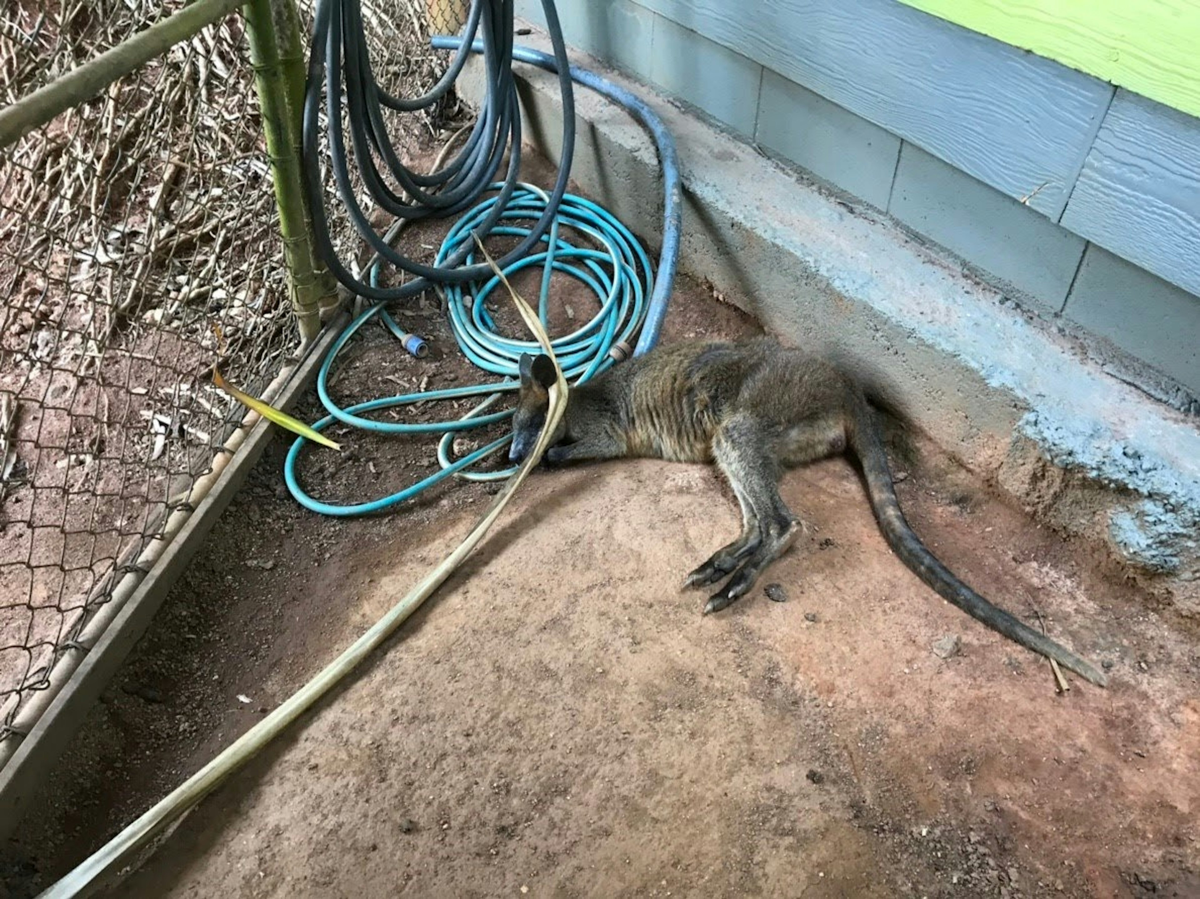 Animal lying near a green wall with tangled hoses