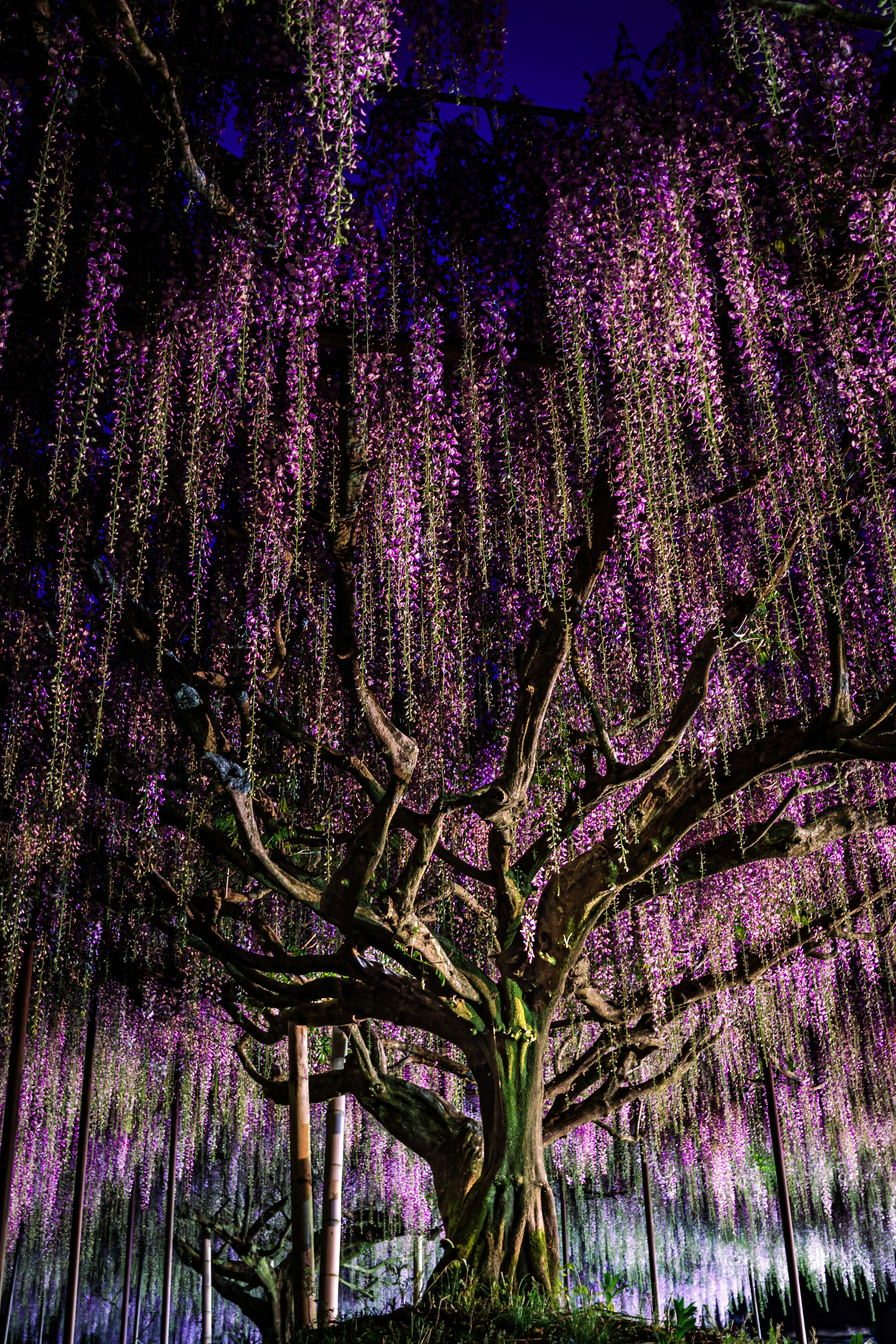 Un gran árbol con flores moradas en cascada creando una escena nocturna mística