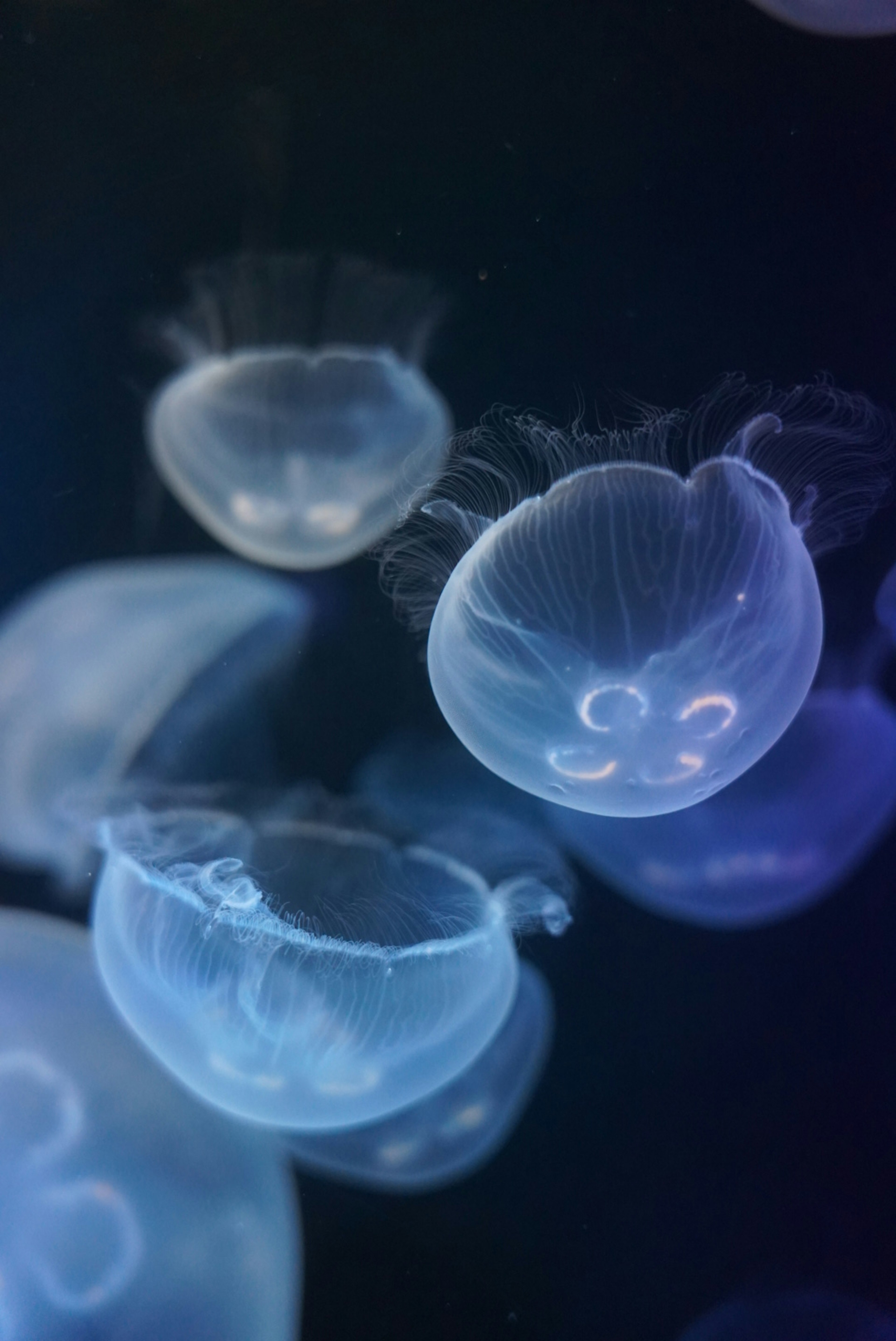 Méduse bleue flottant dans l'eau