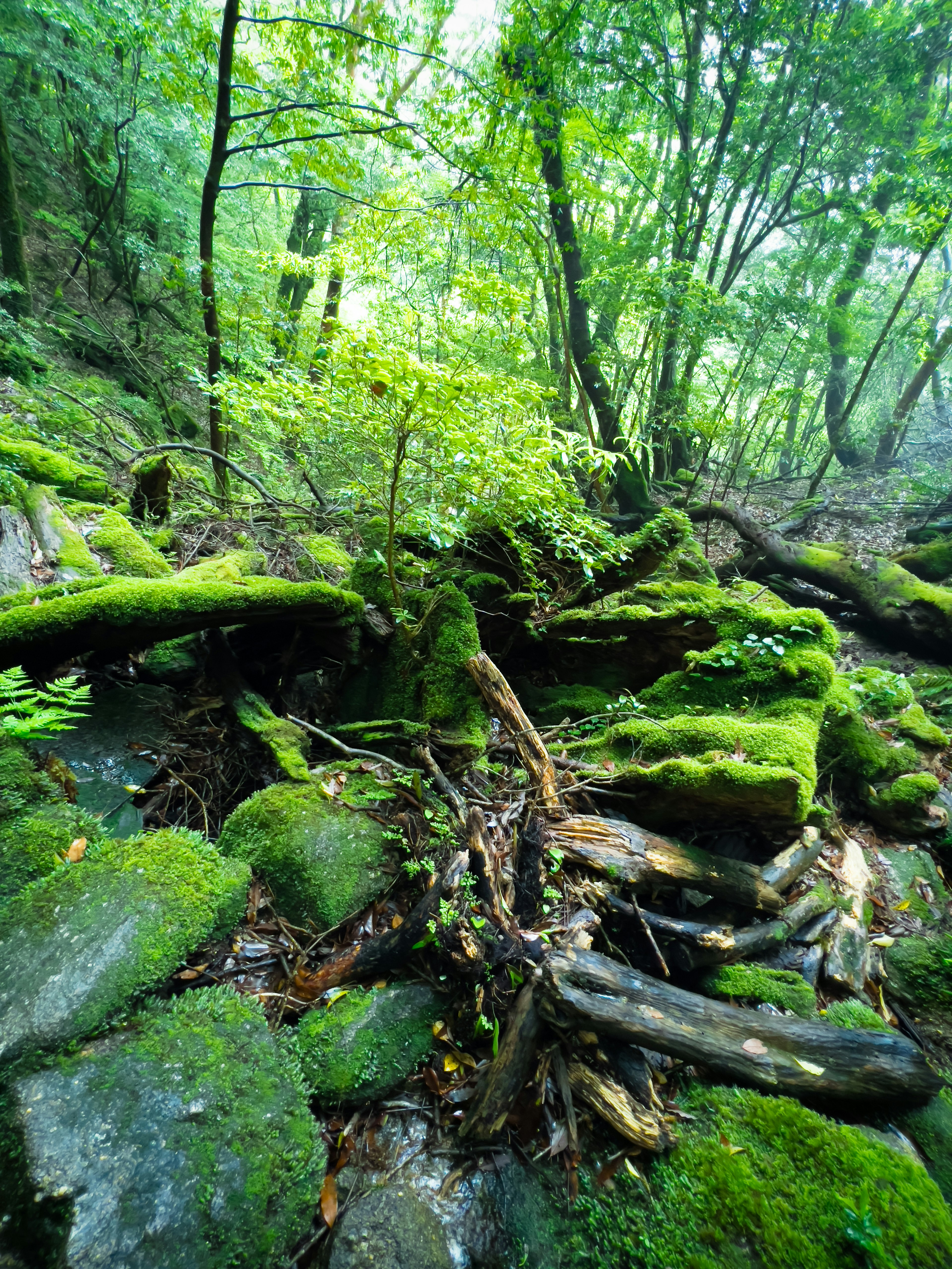 Foresta verdeggiante con rocce coperte di muschio e tronchi caduti