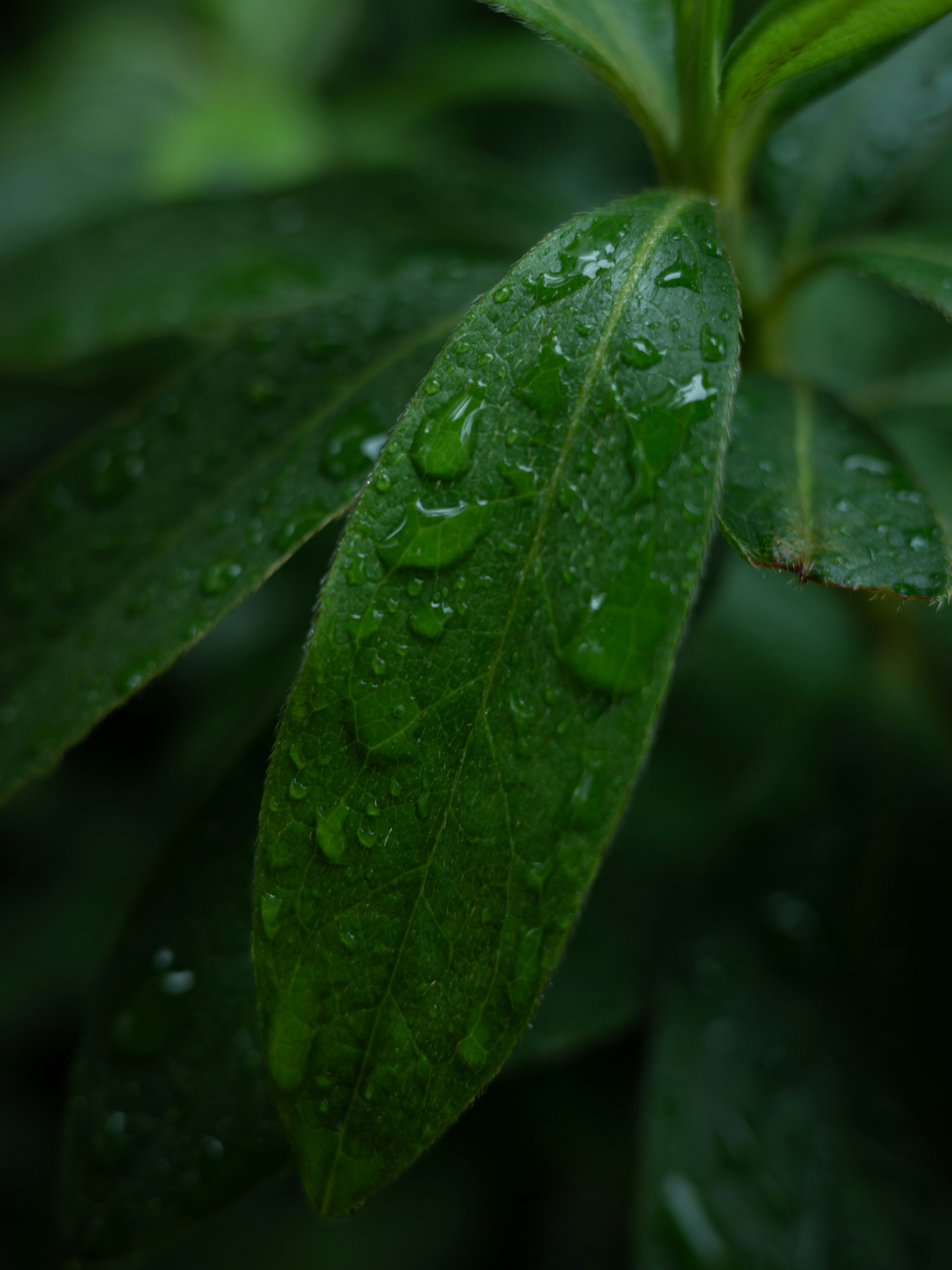 雨粒がついた緑の葉のクローズアップ