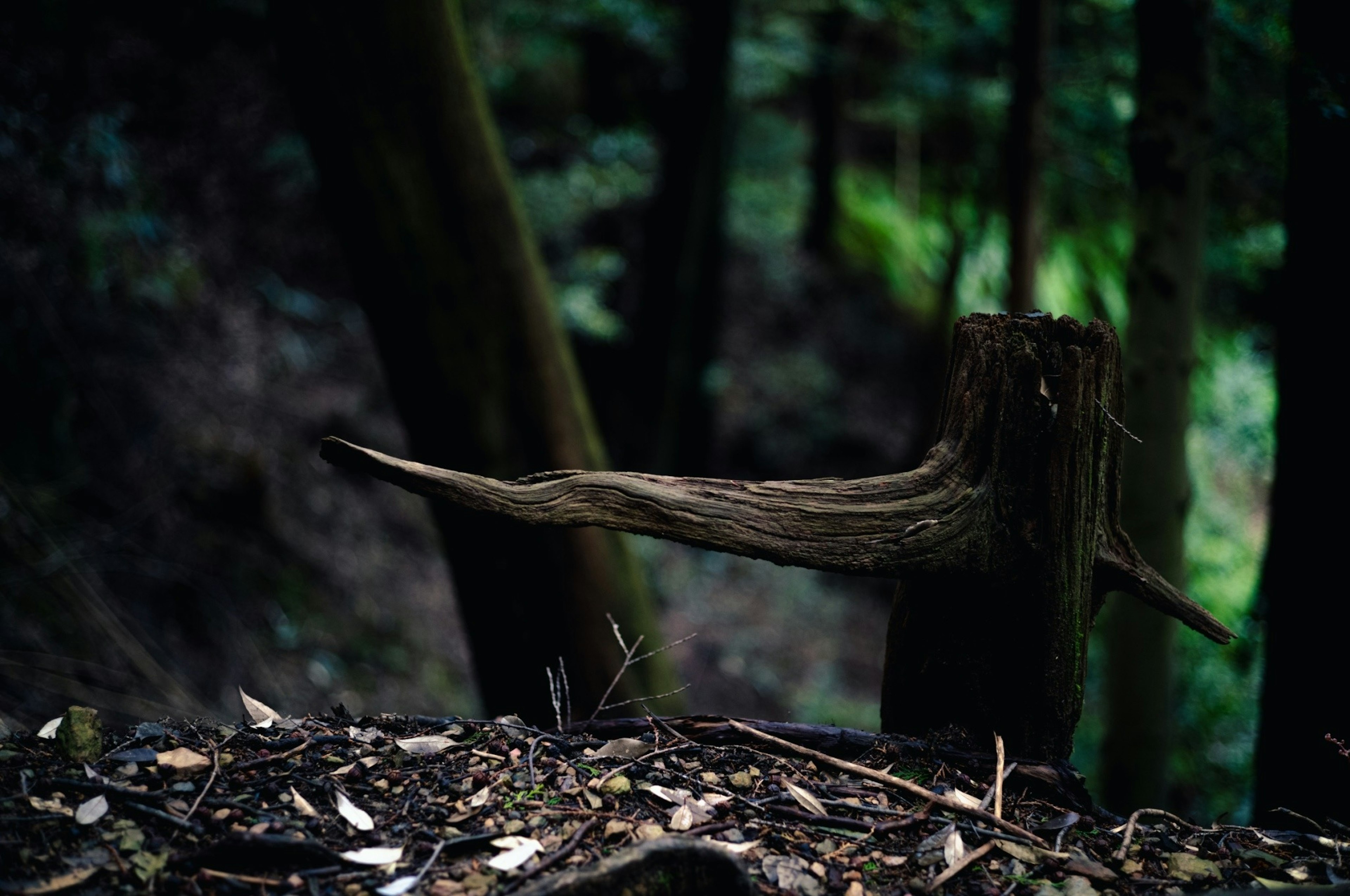 Sebuah tunggul pohon di hutan gelap dengan cabang di atasnya