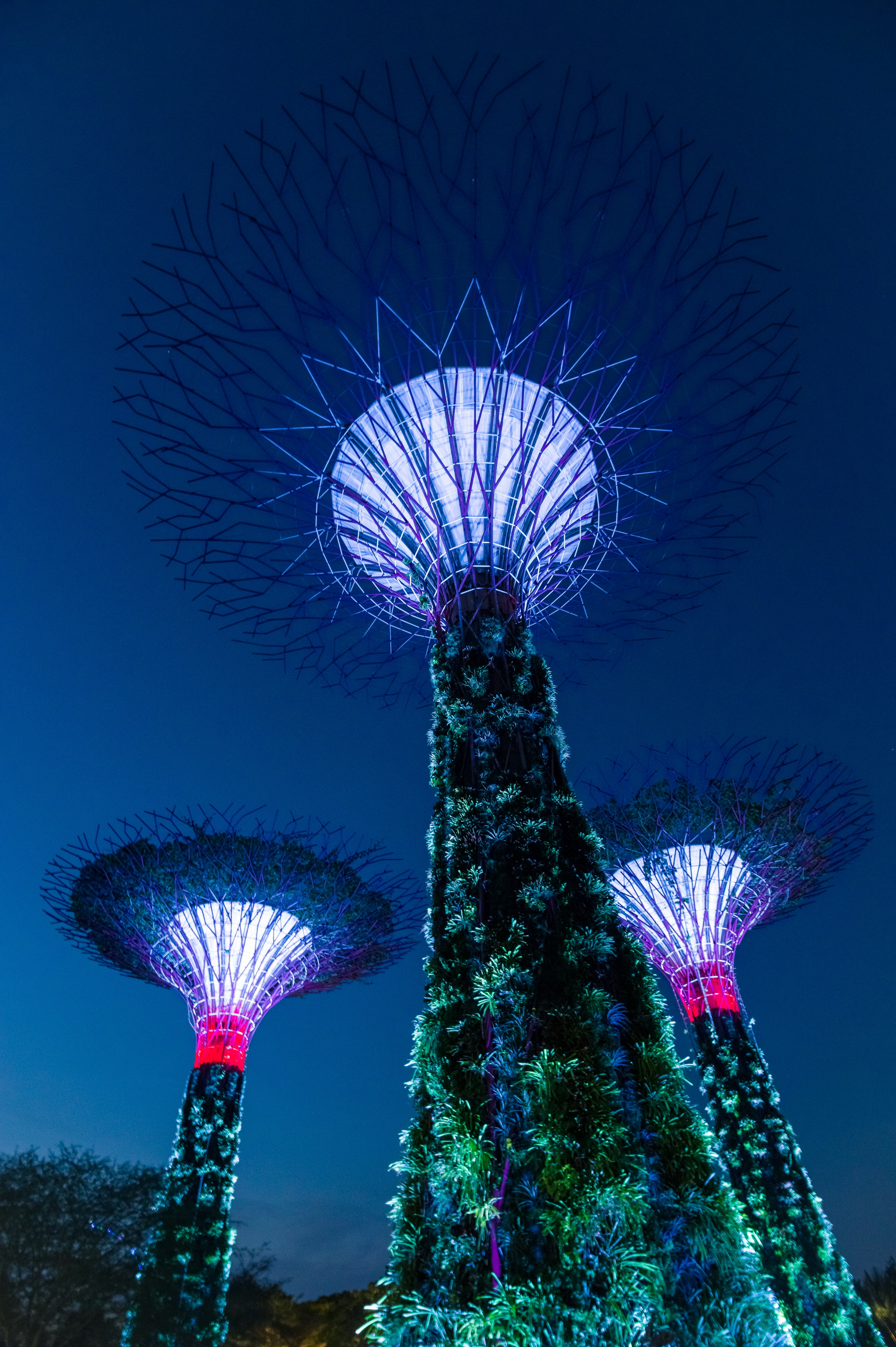 Árboles superiluminados contra un cielo nocturno