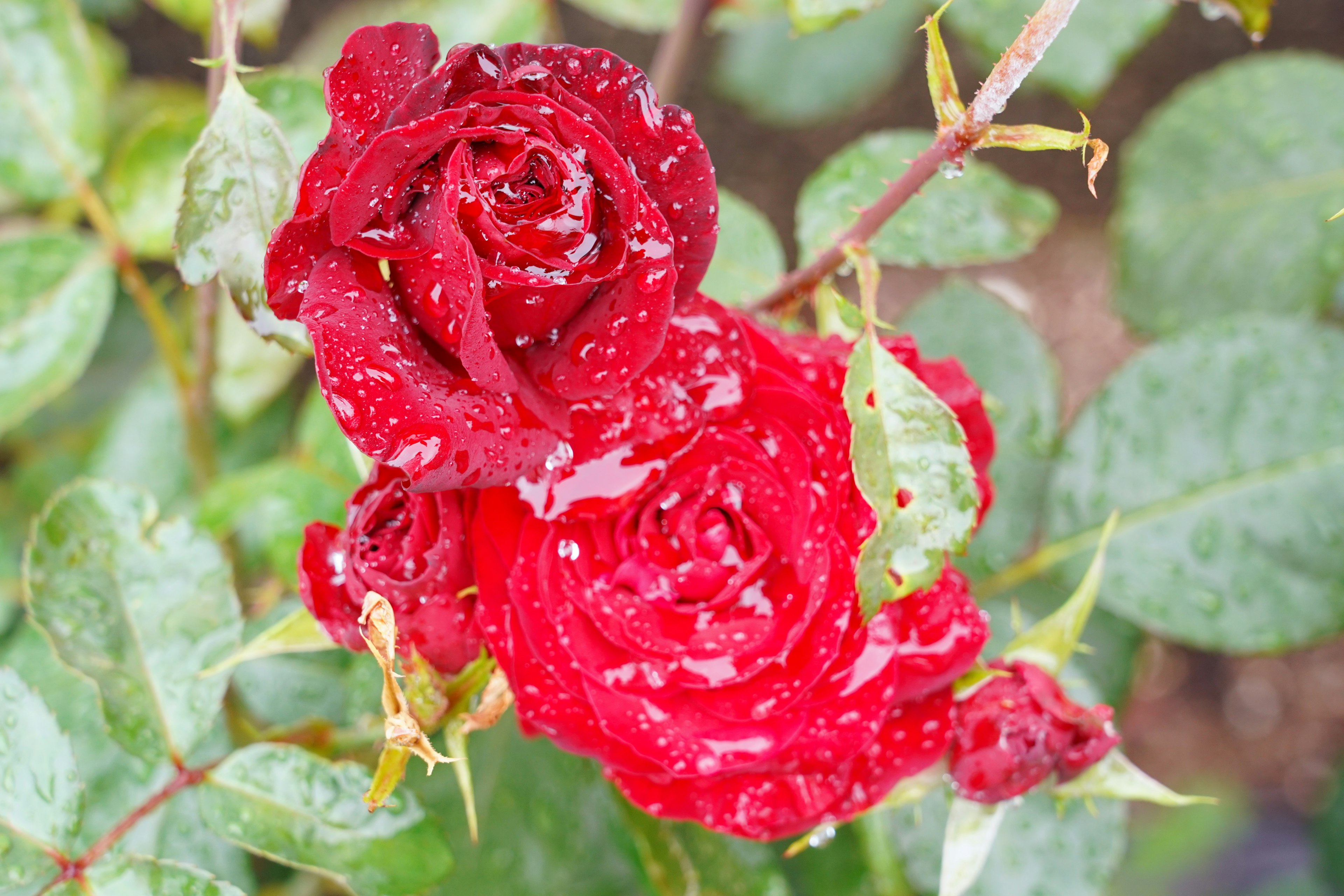 Rosas rojas vibrantes brillando con gotas de lluvia