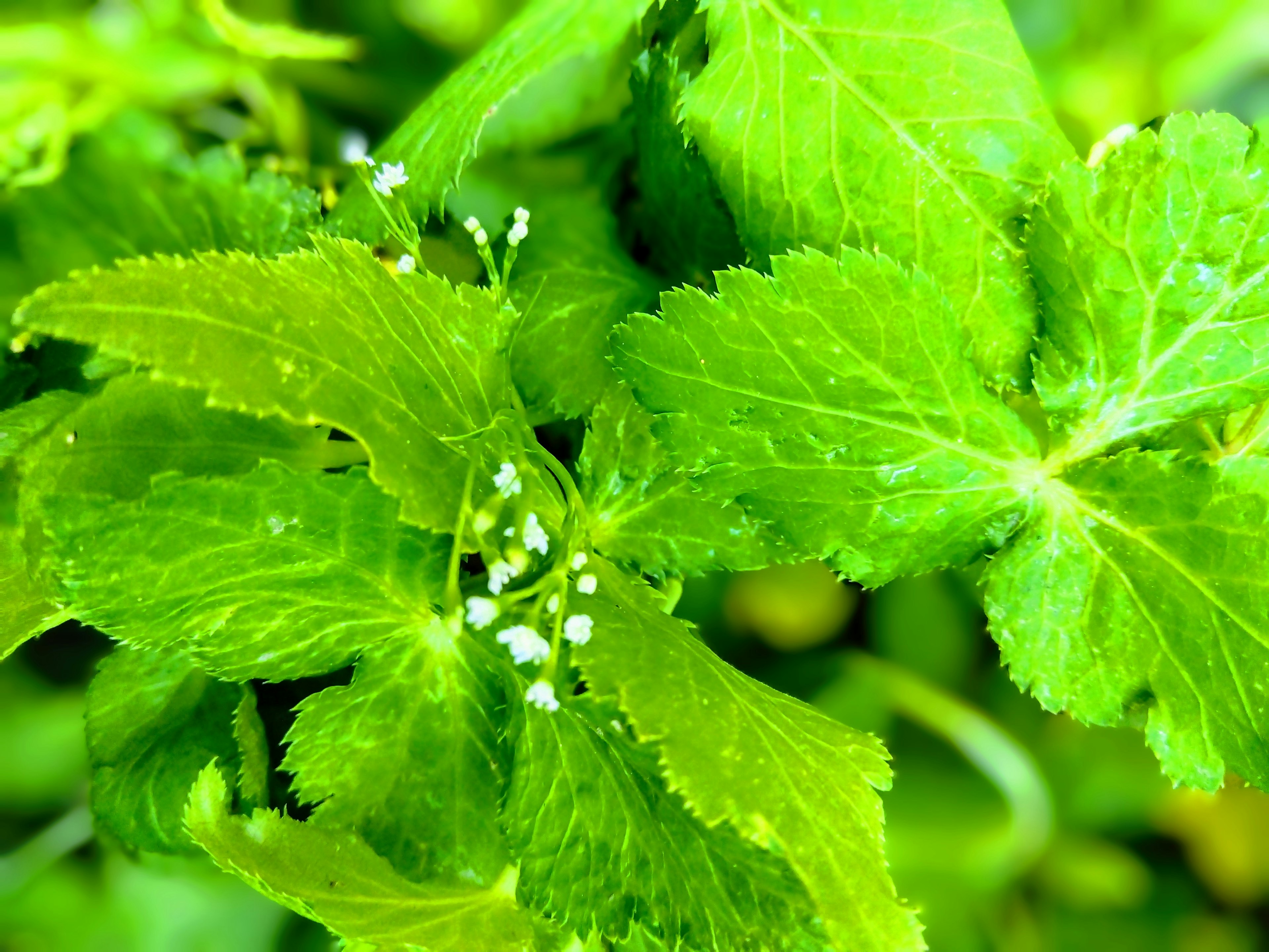 Primo piano di una pianta con foglie verdi vibranti e piccoli fiori bianchi