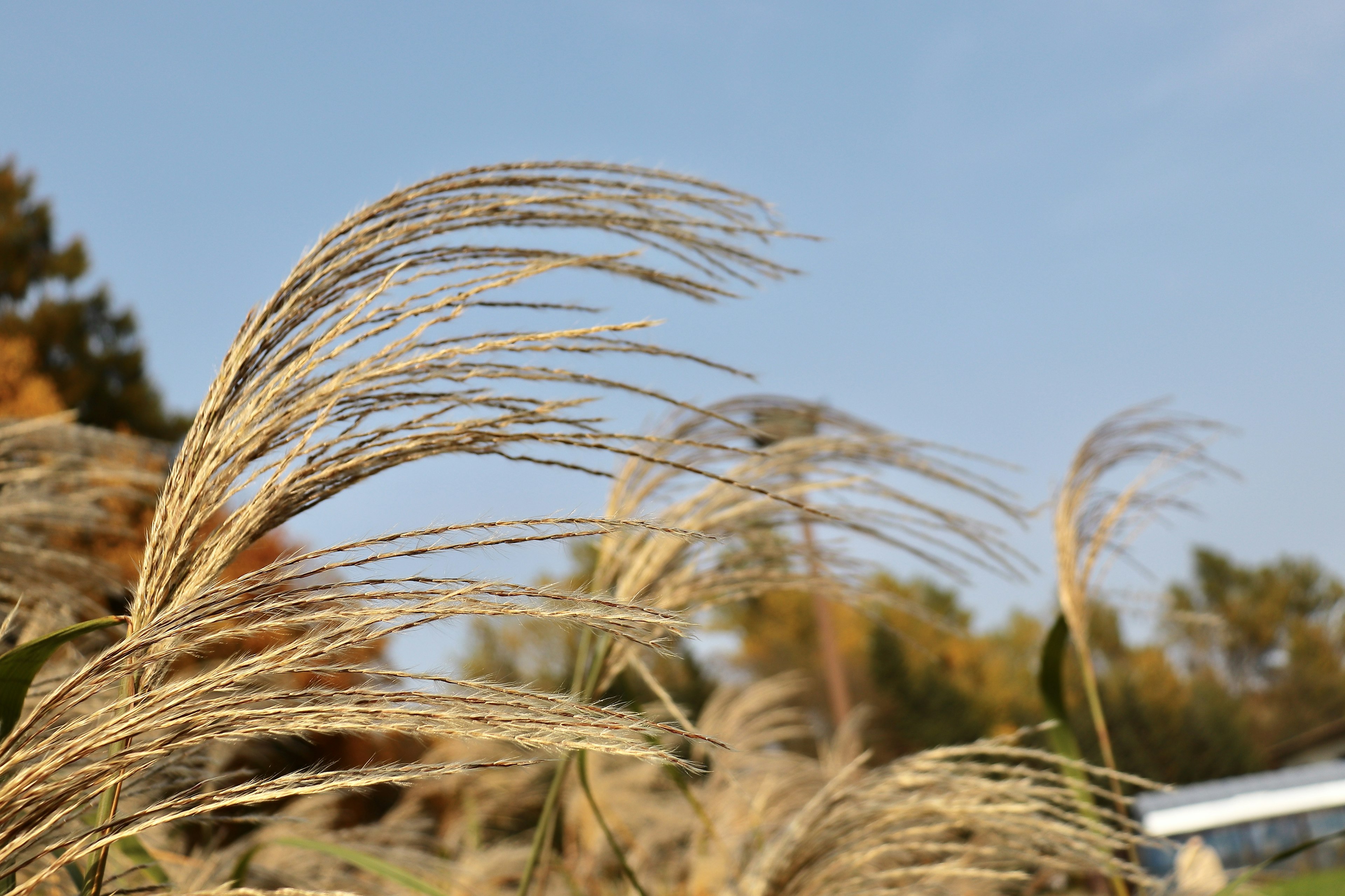 Groupe de roseaux pampas se balançant dans le vent sous un ciel bleu