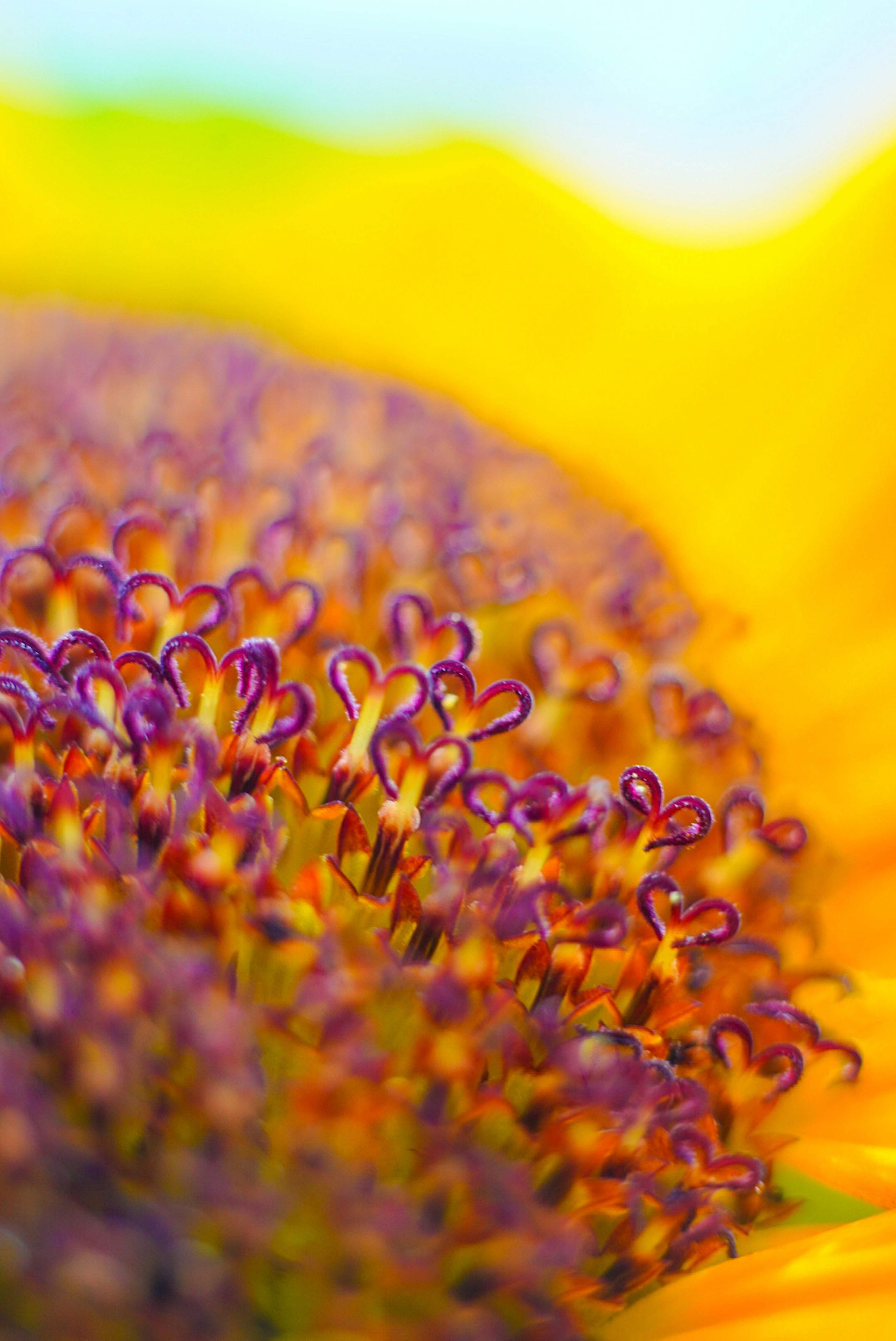 Primo piano del centro di un girasole vibrante con tonalità gialle e viola