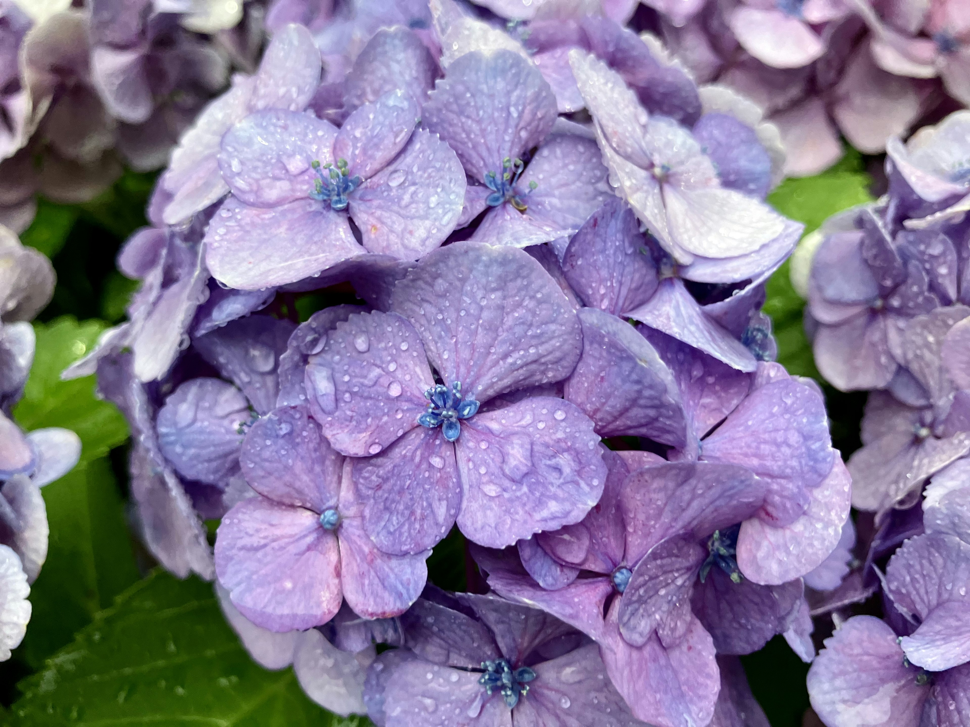 特写美丽的紫色绣球花花瓣，上面有水滴