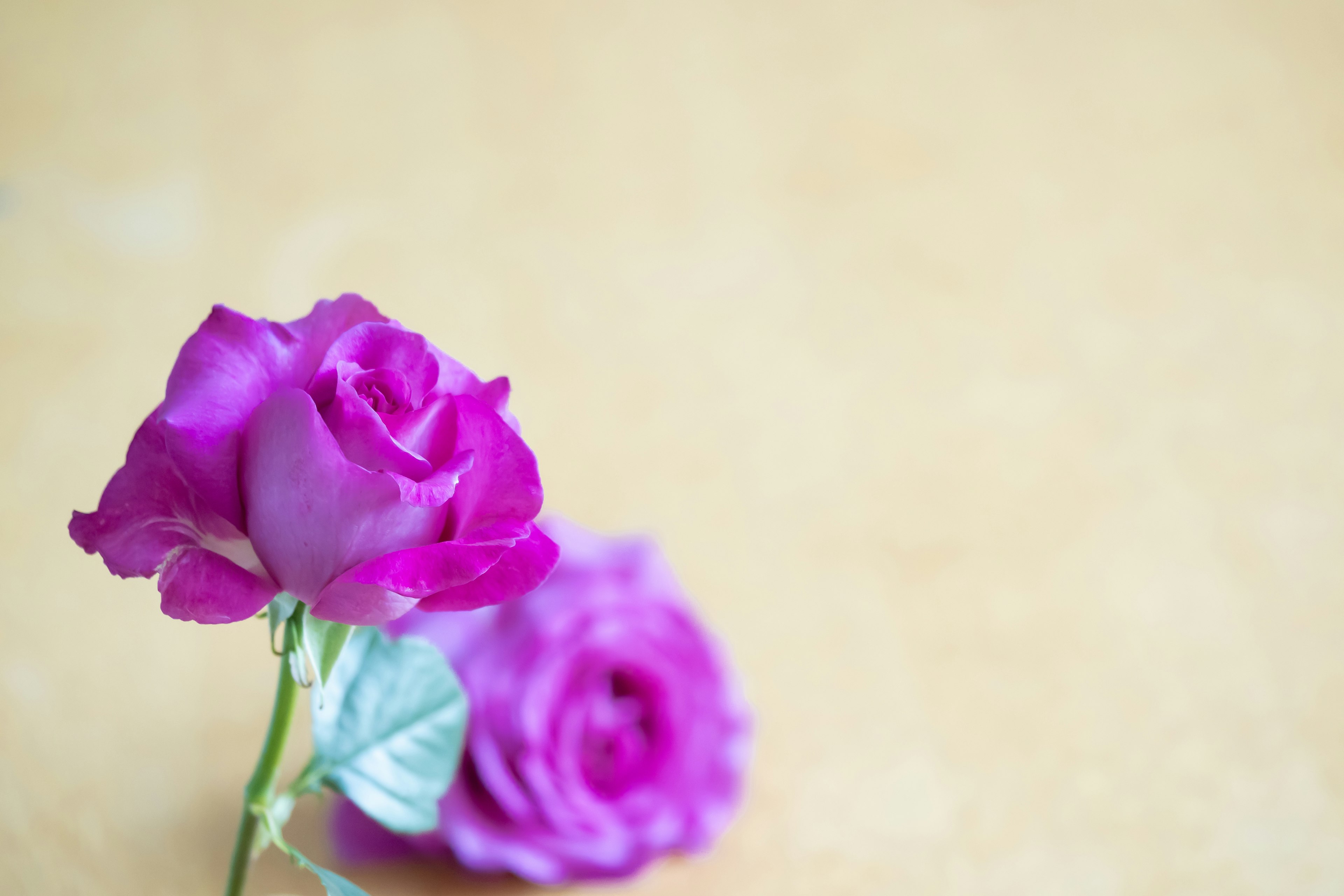 A beautiful arrangement of purple roses