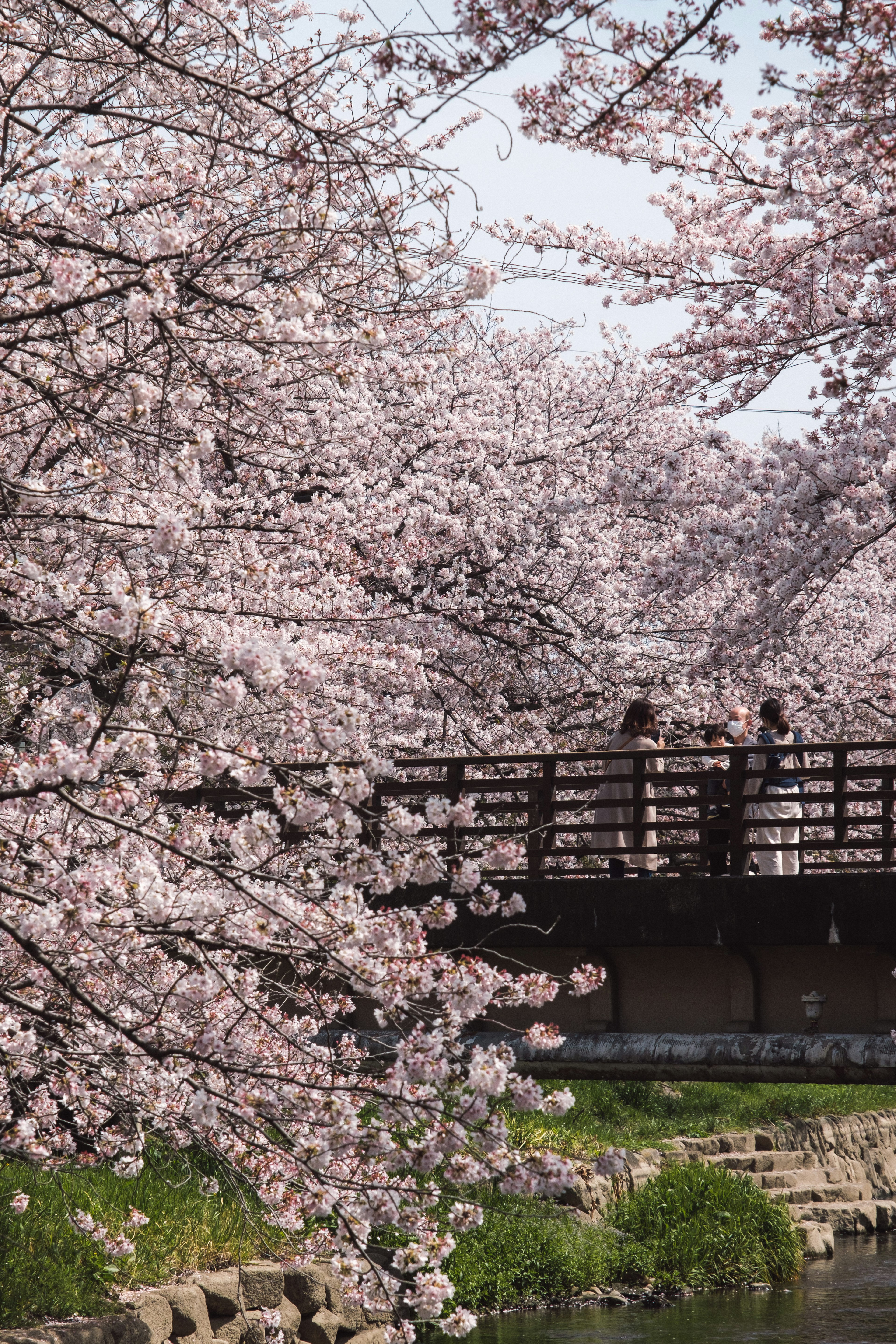 桜の花が咲く橋の風景に人々が集まる