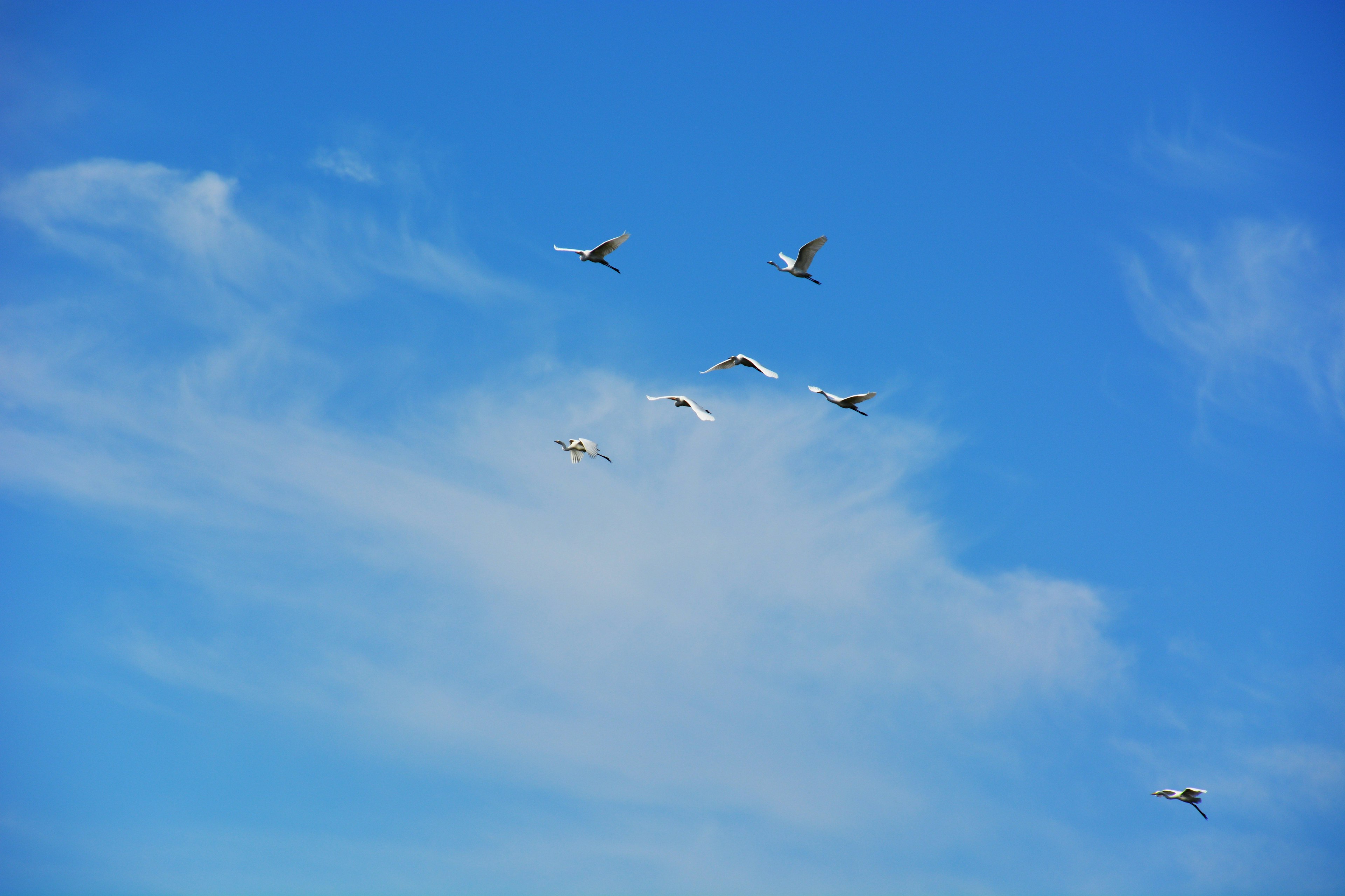 A flock of white birds flying against a blue sky