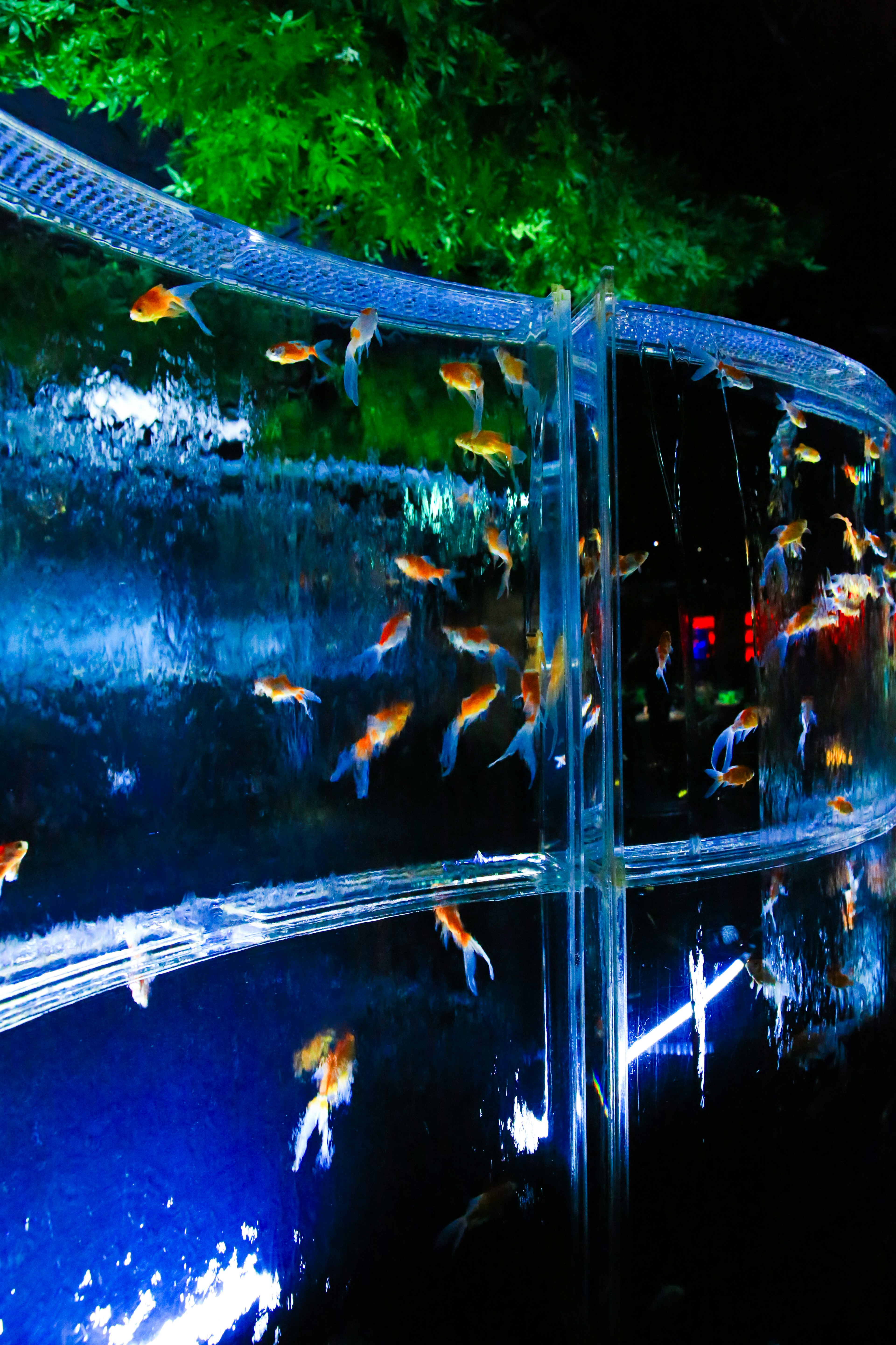 Transparentes Aquarium mit bunten Fischen vor dunklem Hintergrund