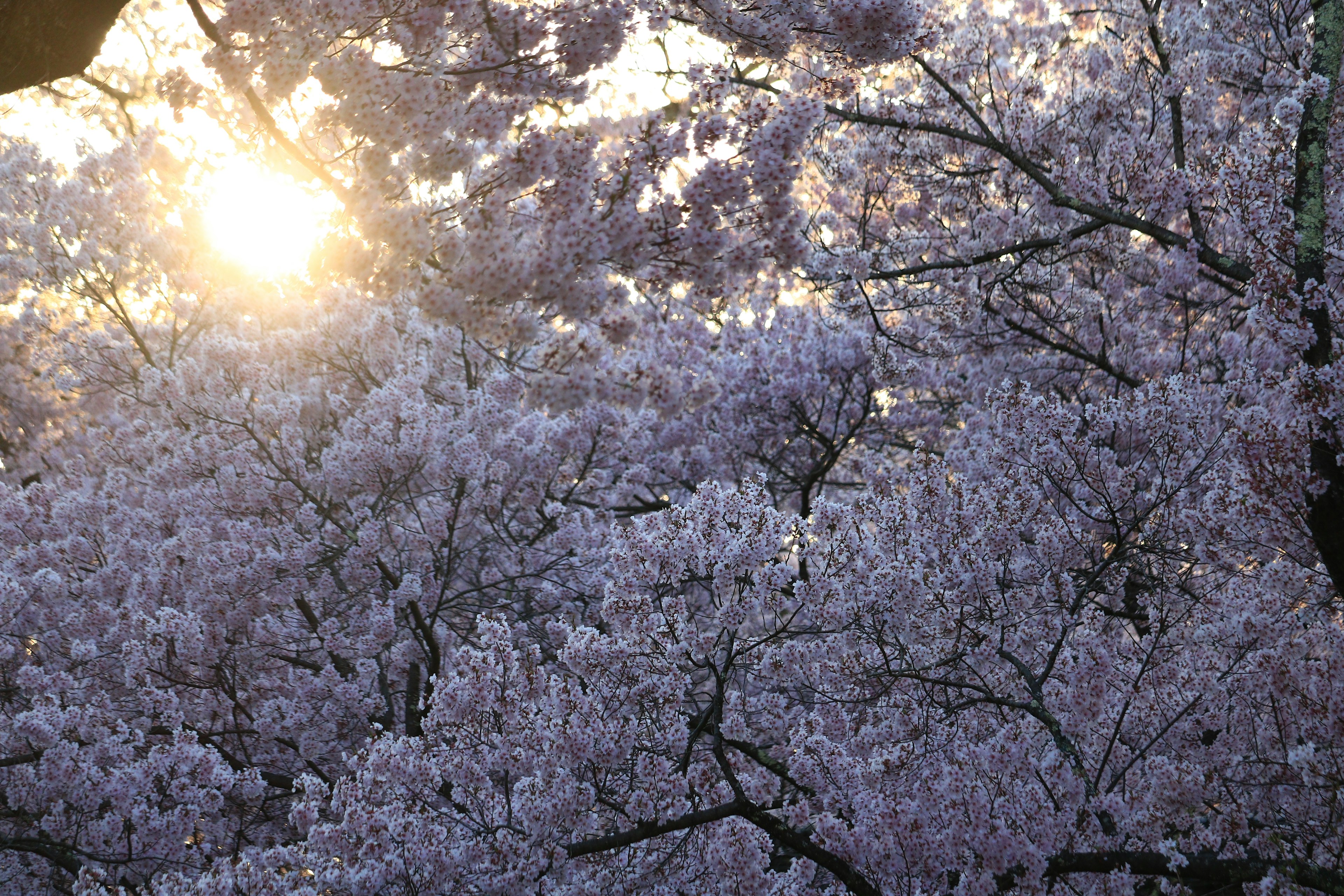 Cherry blossom trees with sunlight filtering through