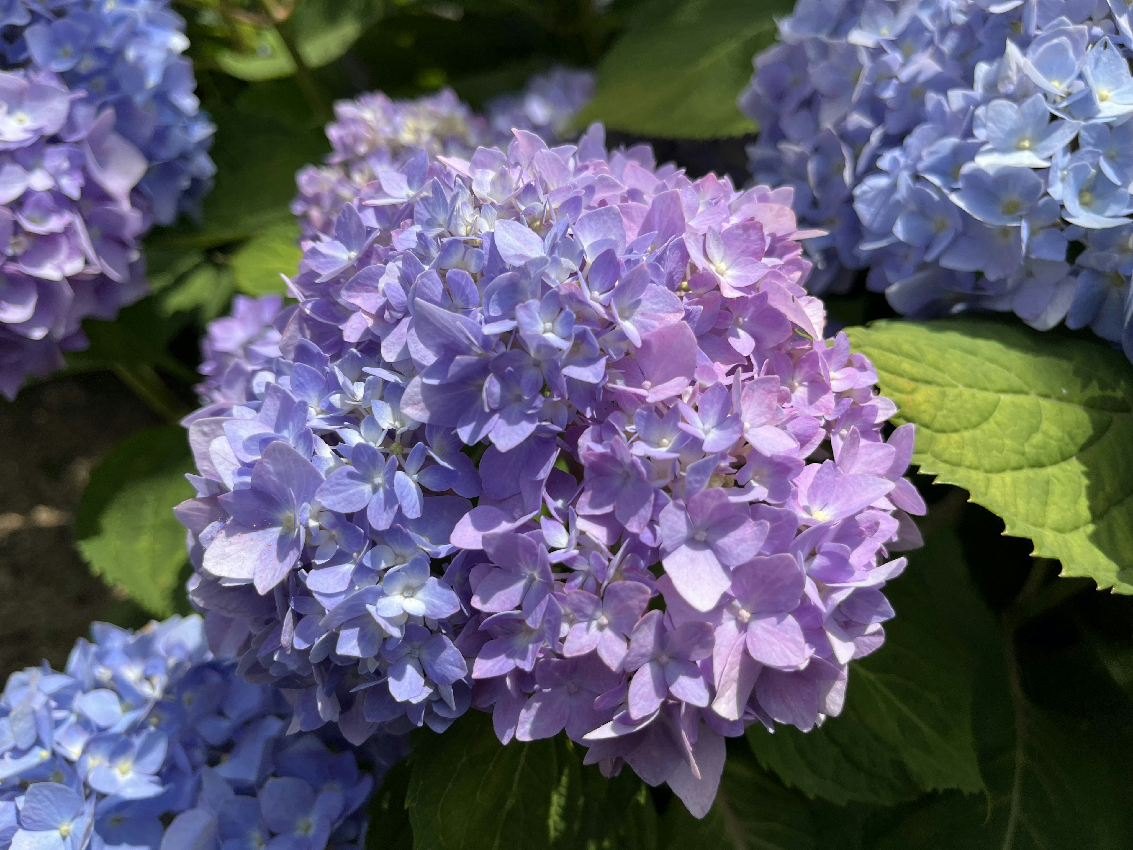 Raccolta di fiori di ortensia blu e viola con foglie verdi lussureggianti