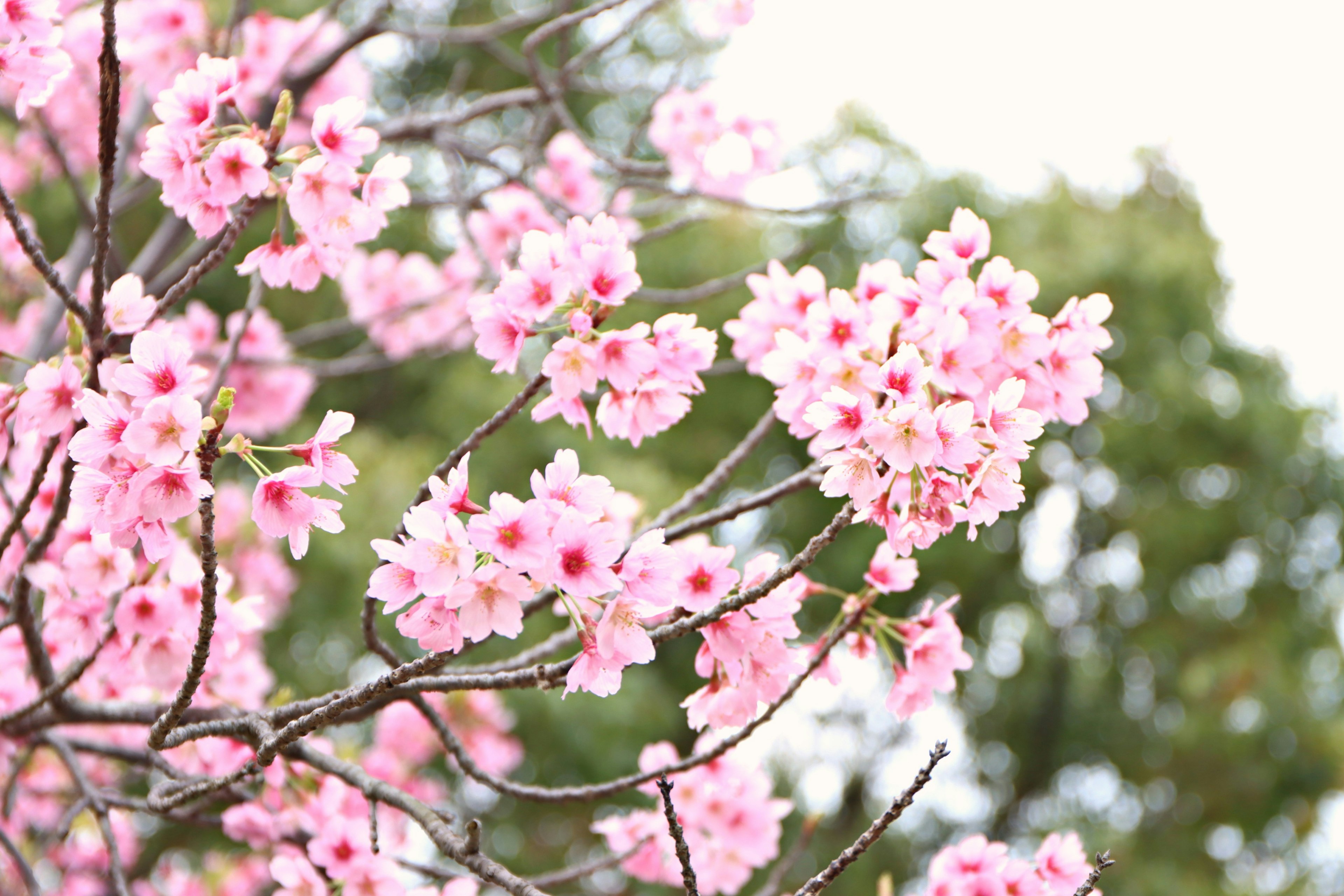 Nahaufnahme von Kirschbaumzweigen mit rosa Blüten