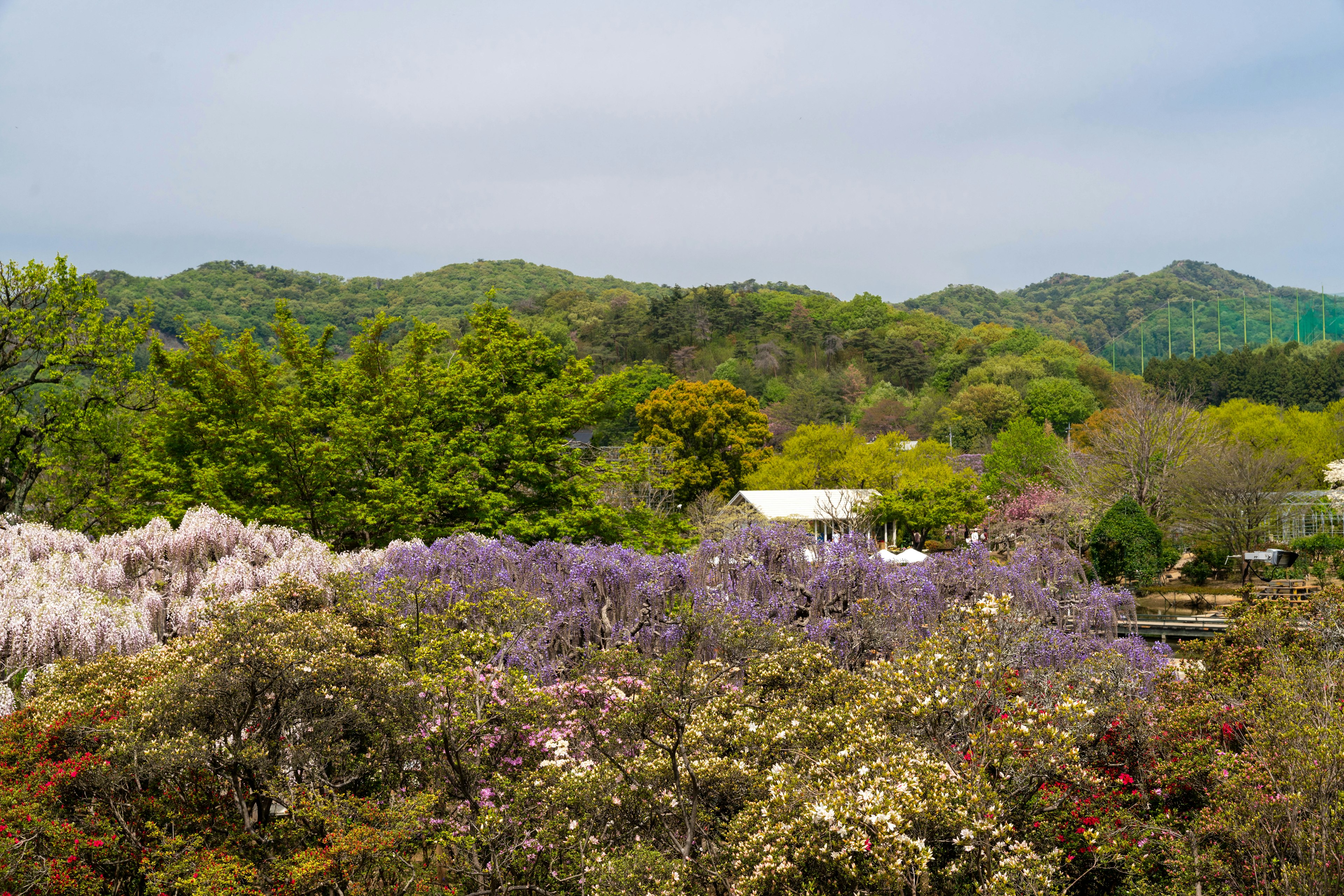 美しい紫色の藤の花と緑の木々が広がる風景